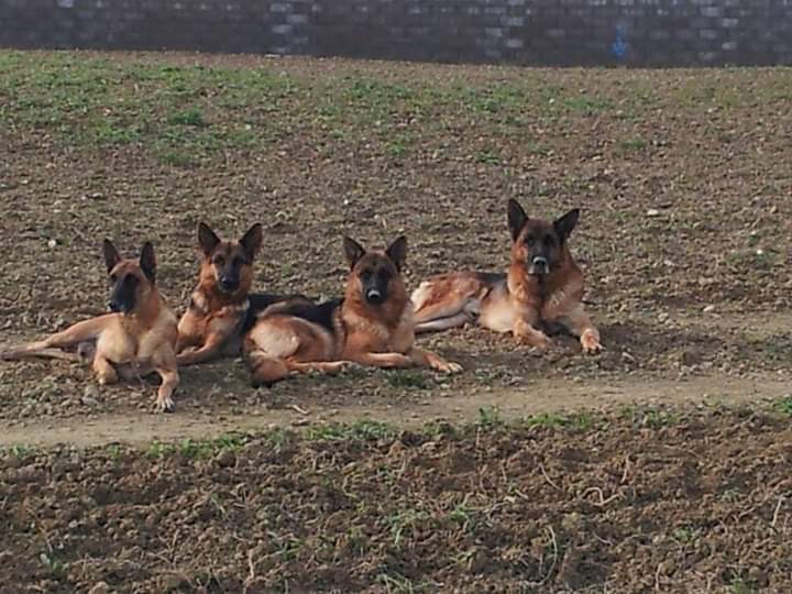 Centre canin — photo