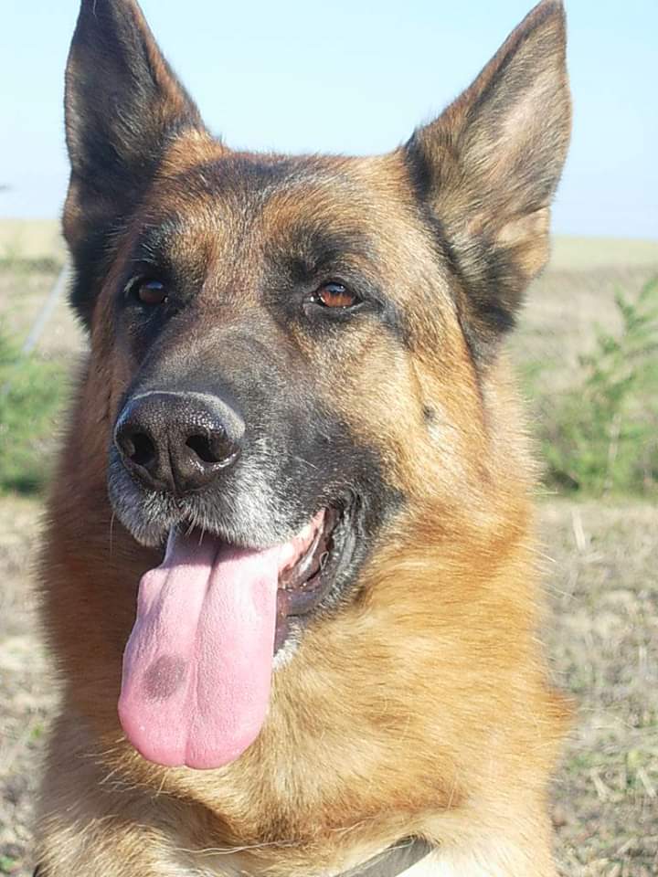 Centre canin — photo