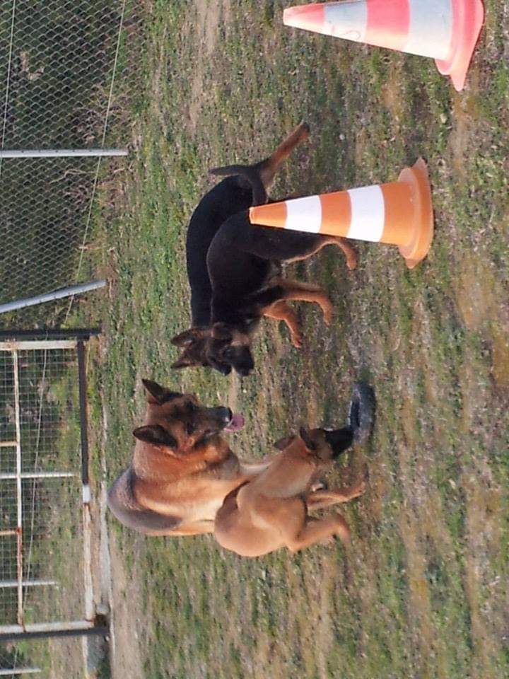 Centre canin — photo