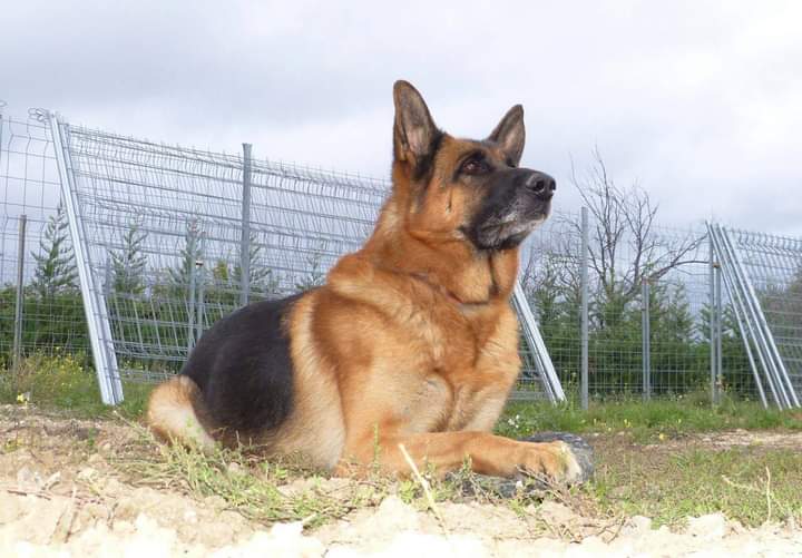 Centre canin