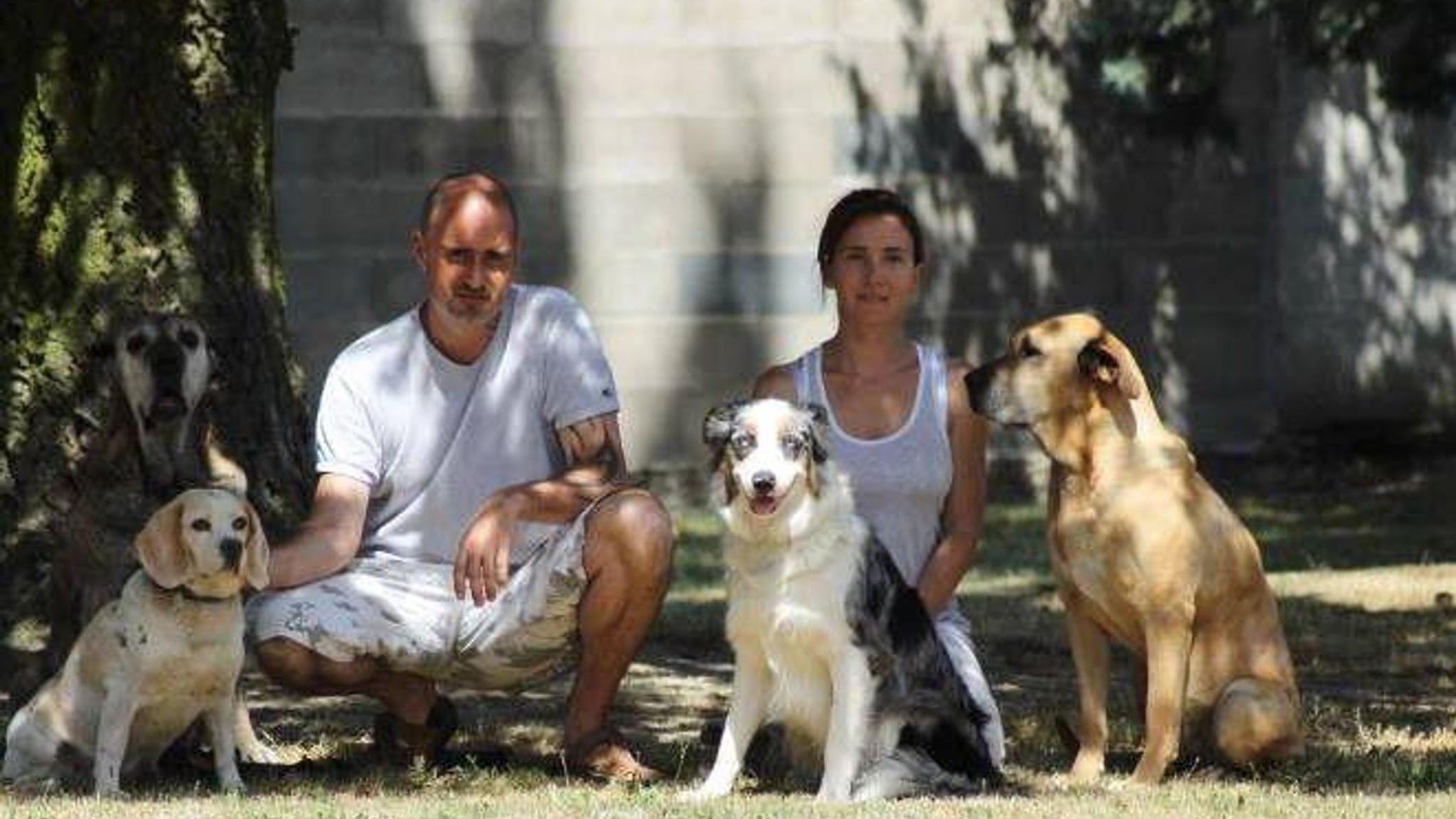 Auberge Canine