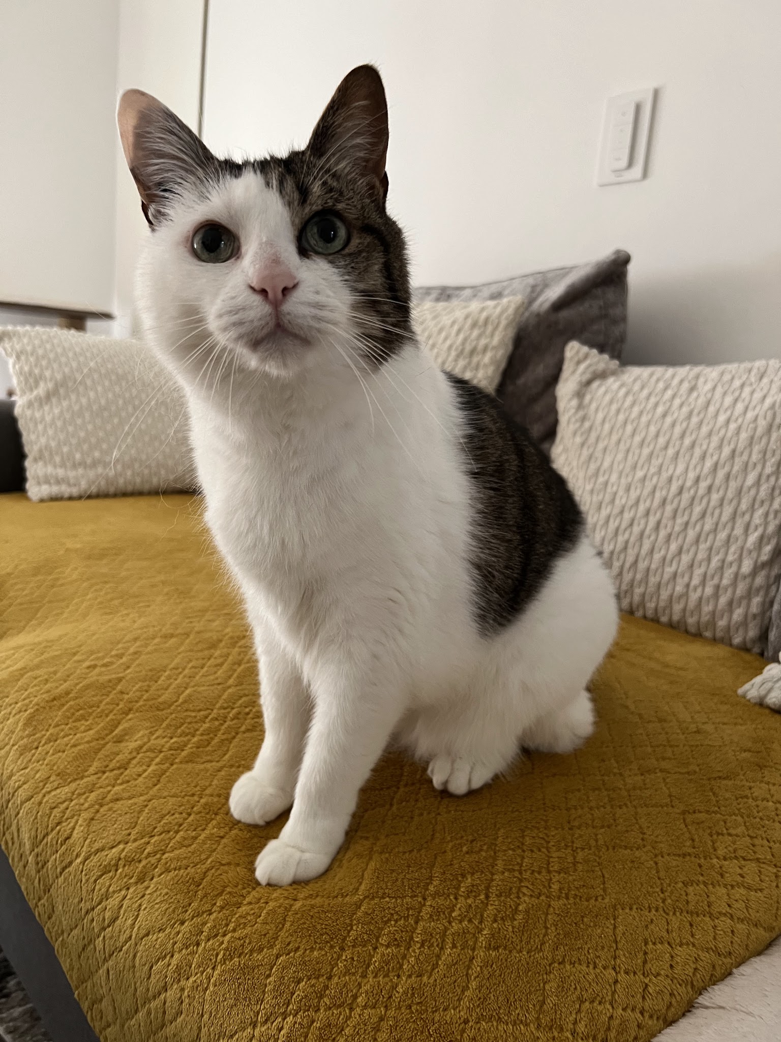 Golden Pet Sister — photo
