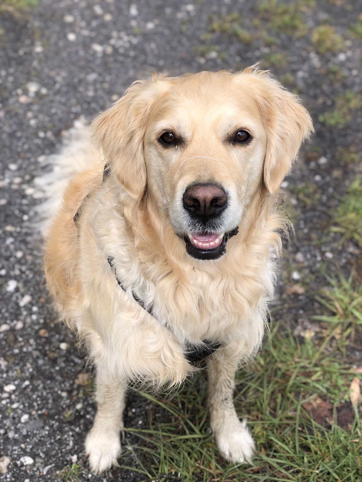 Golden Pet Sister — photo