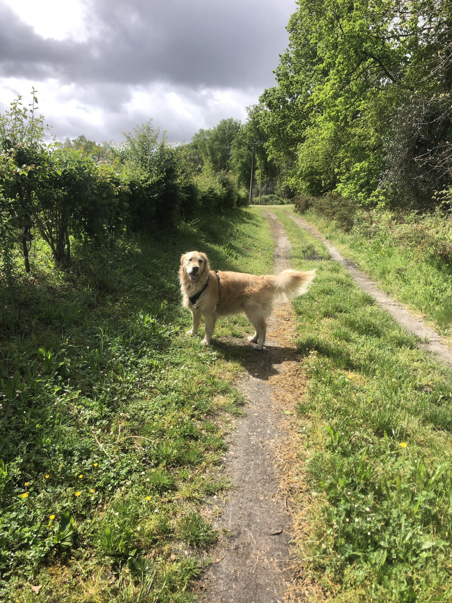 Golden Pet Sister — photo