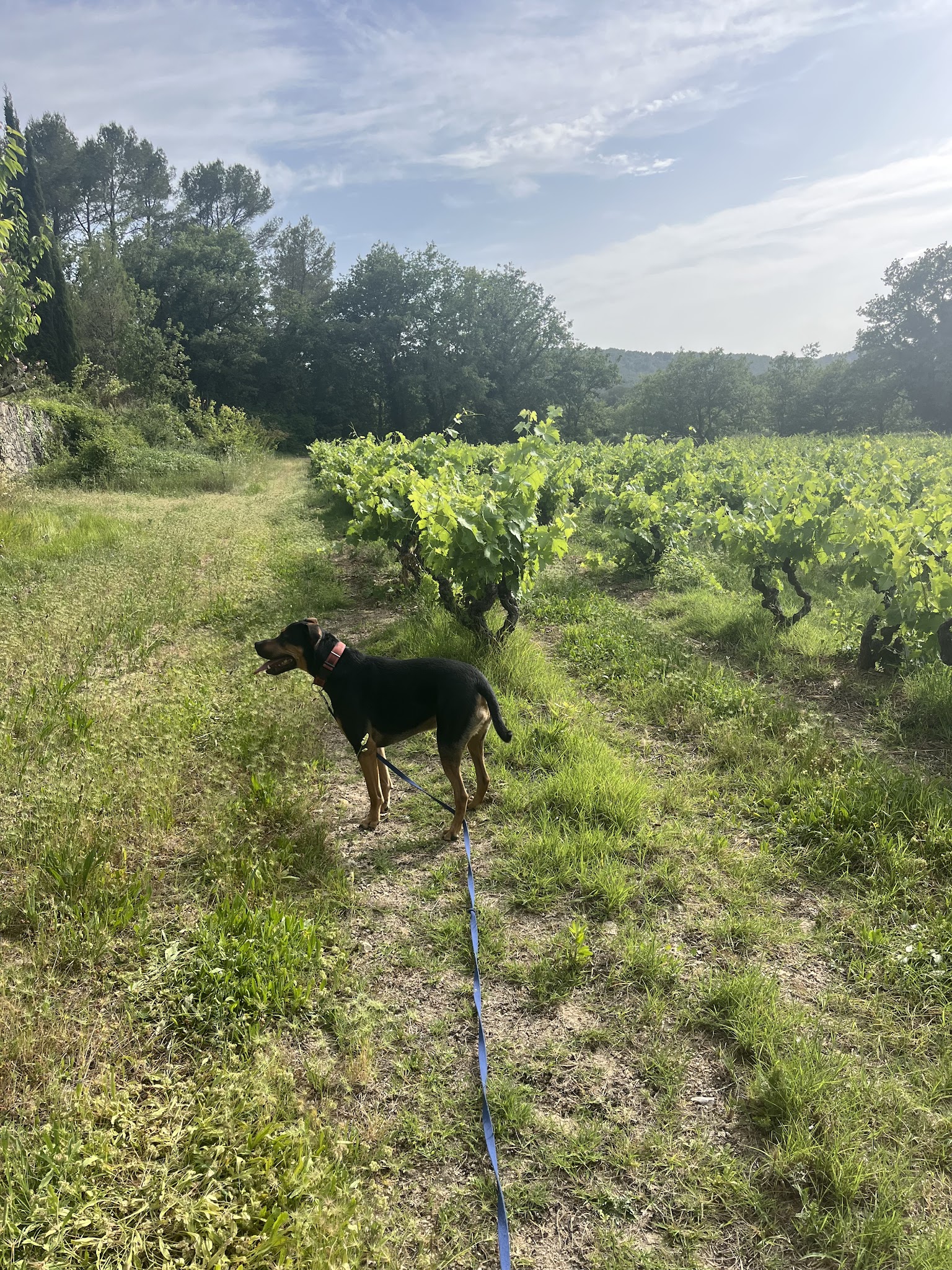 Pension canine du Tao — photo