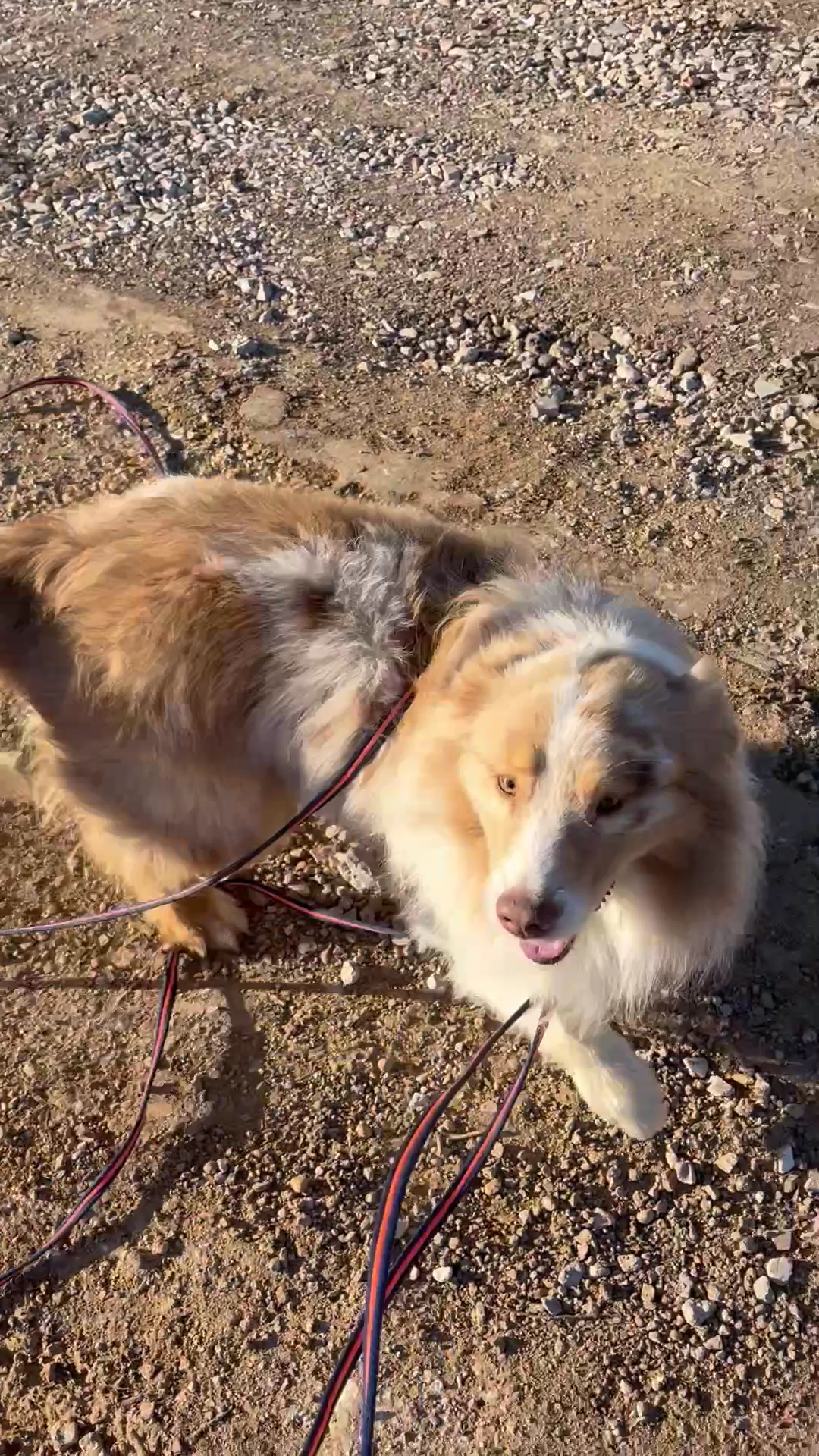 Pension canine du Tao — photo