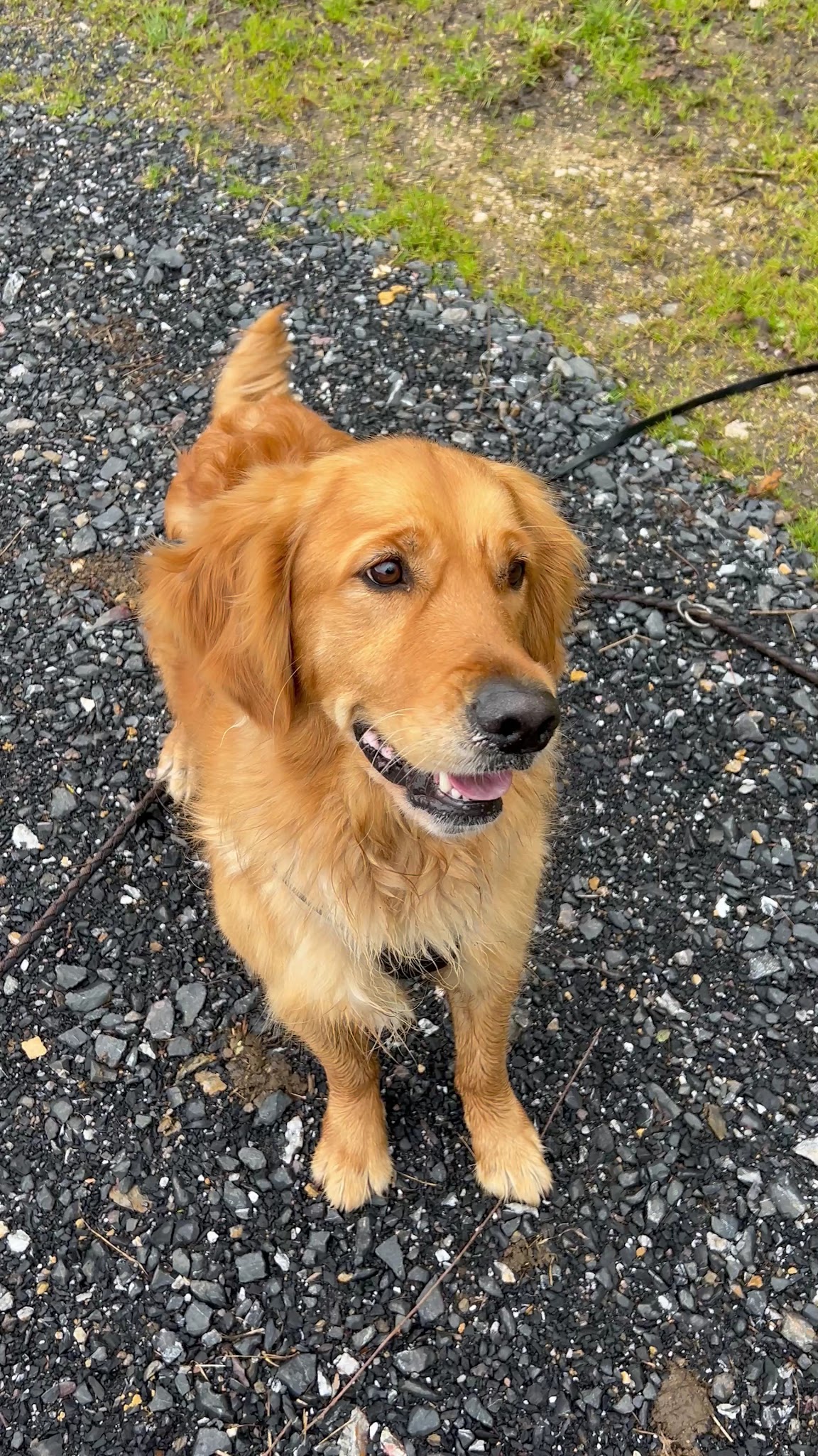 Eki'Compagnie - Education canine & Pet-sitting — photo