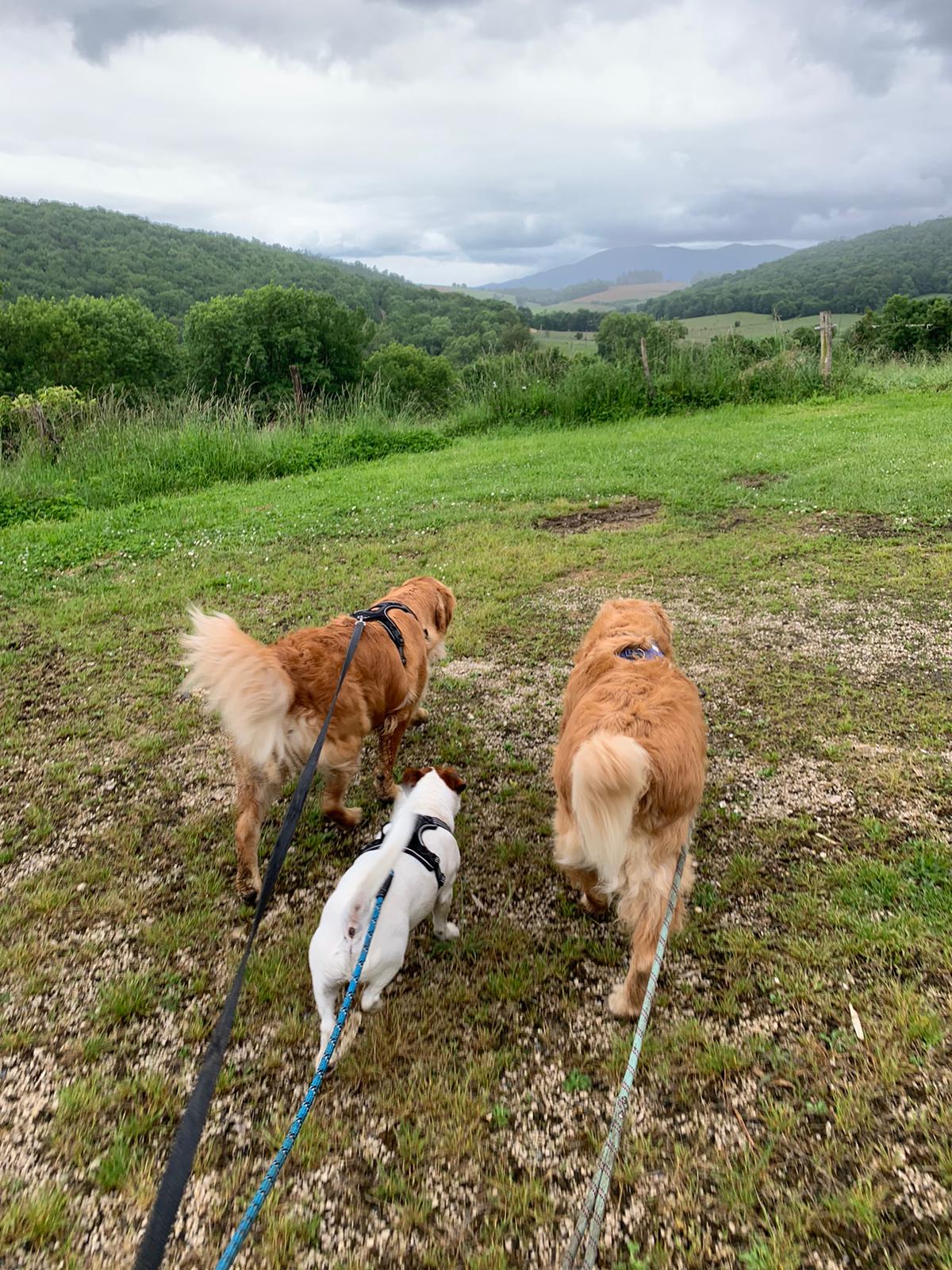 Eki'Compagnie - Education canine & Pet-sitting — photo