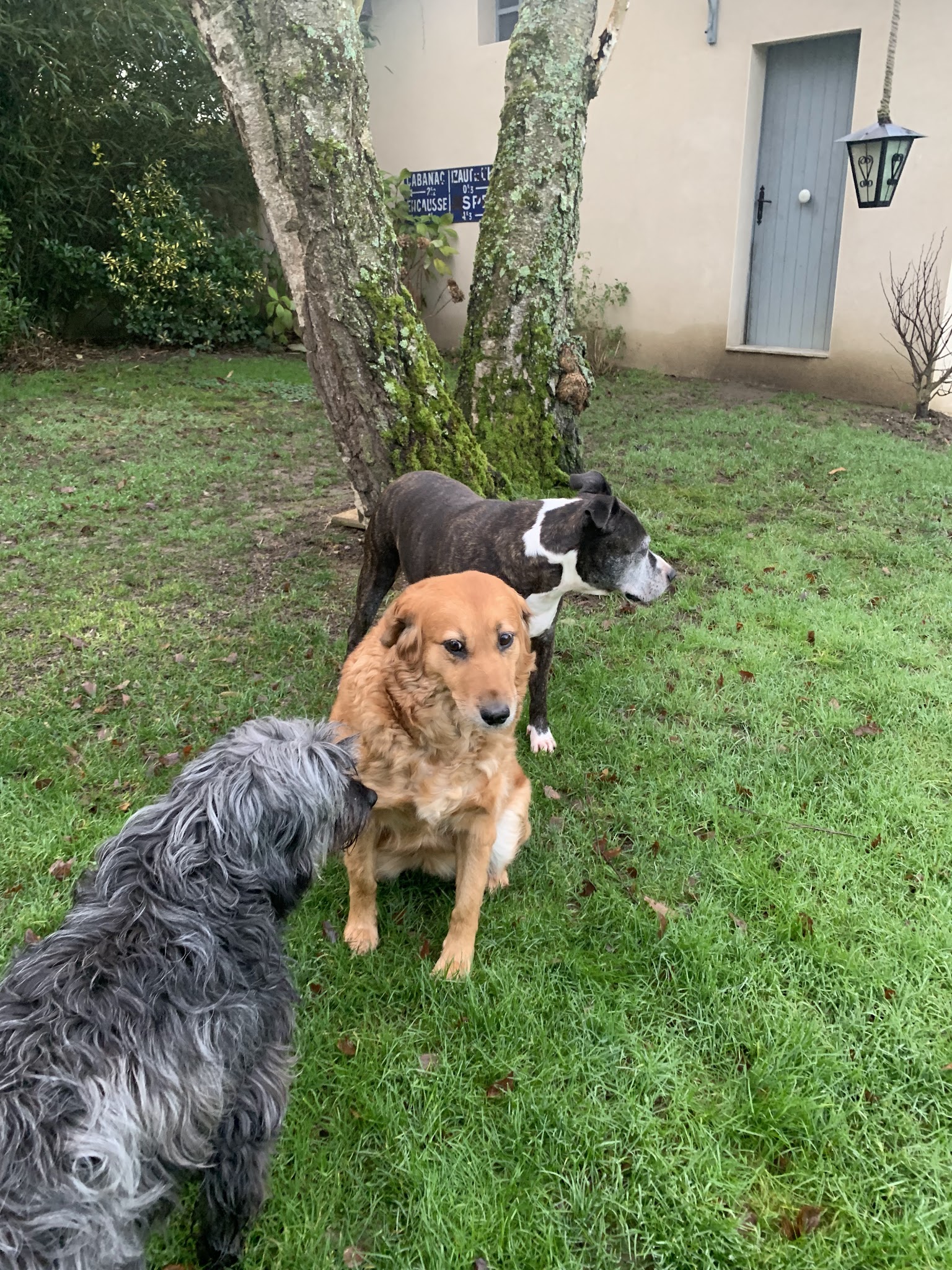 Eki'Compagnie - Education canine & Pet-sitting — photo