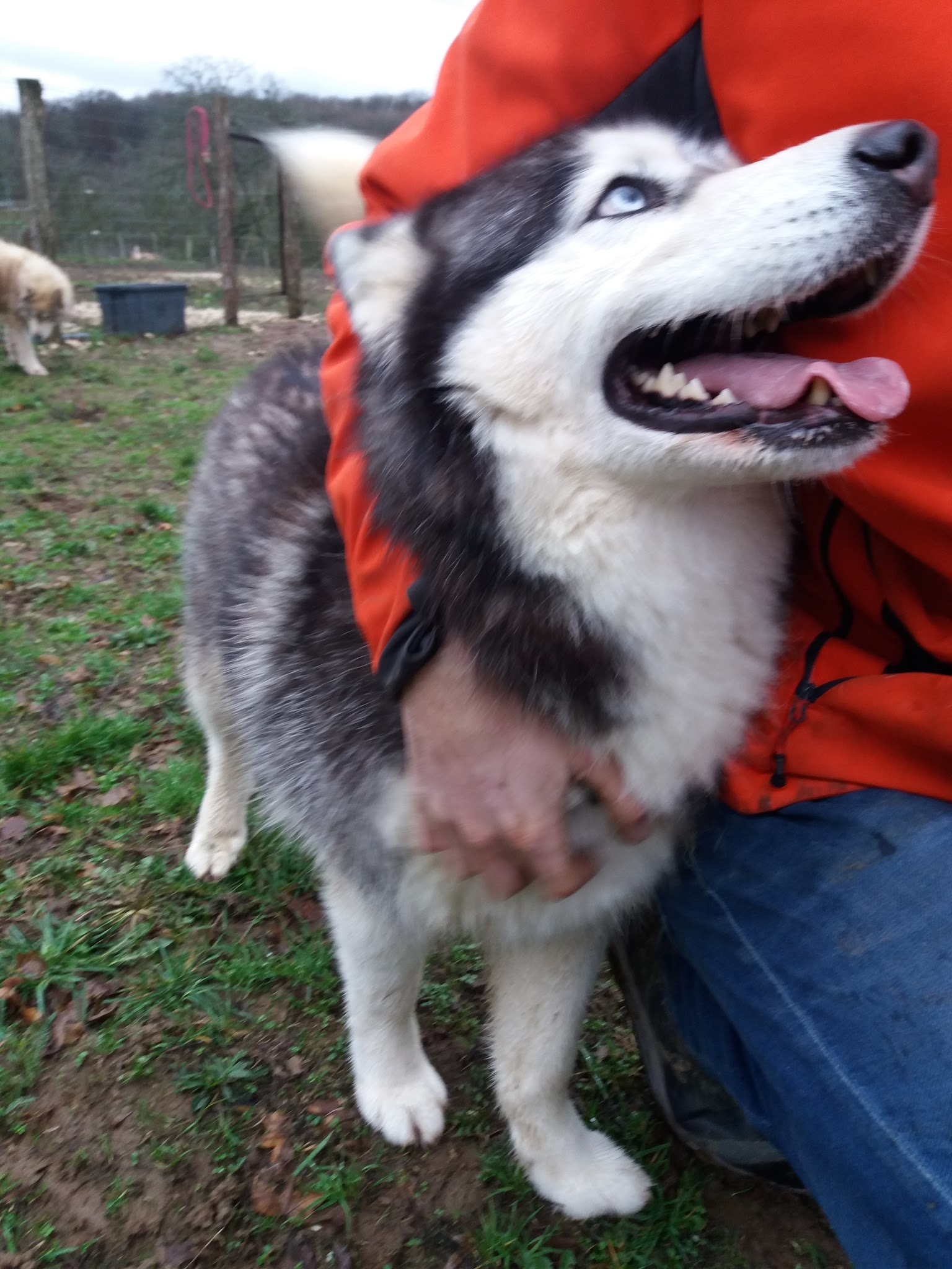 Domaine des granges / Pension canine — photo