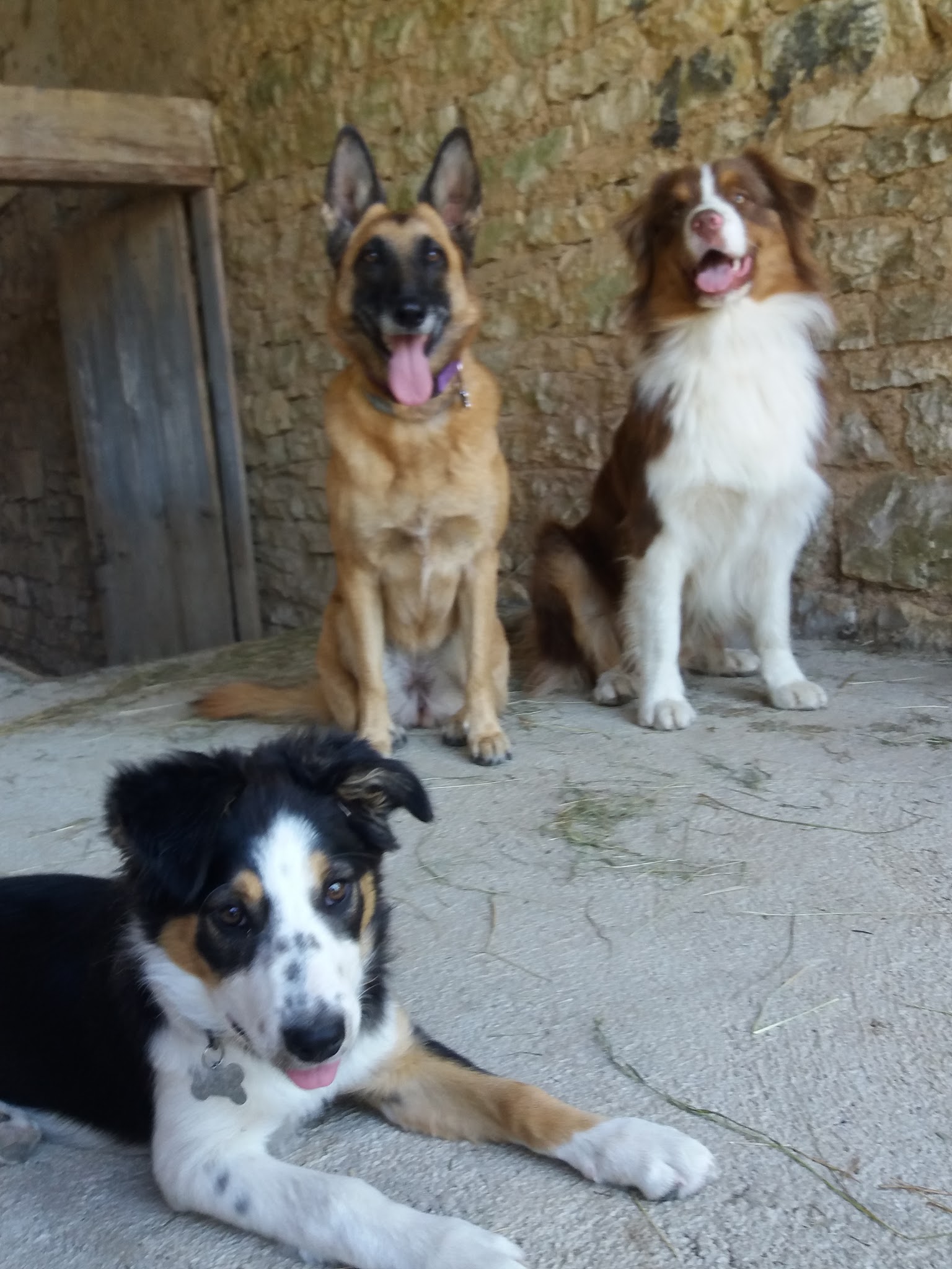 Domaine des granges / Pension canine — photo