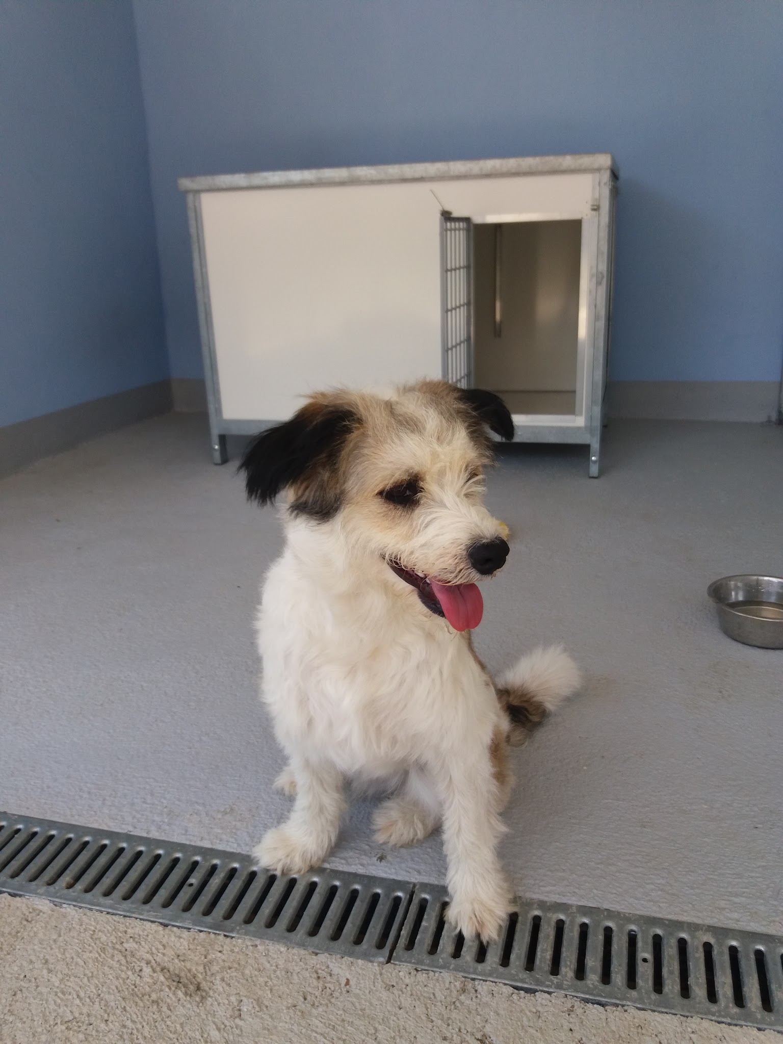 Domaine des granges / Pension canine — photo