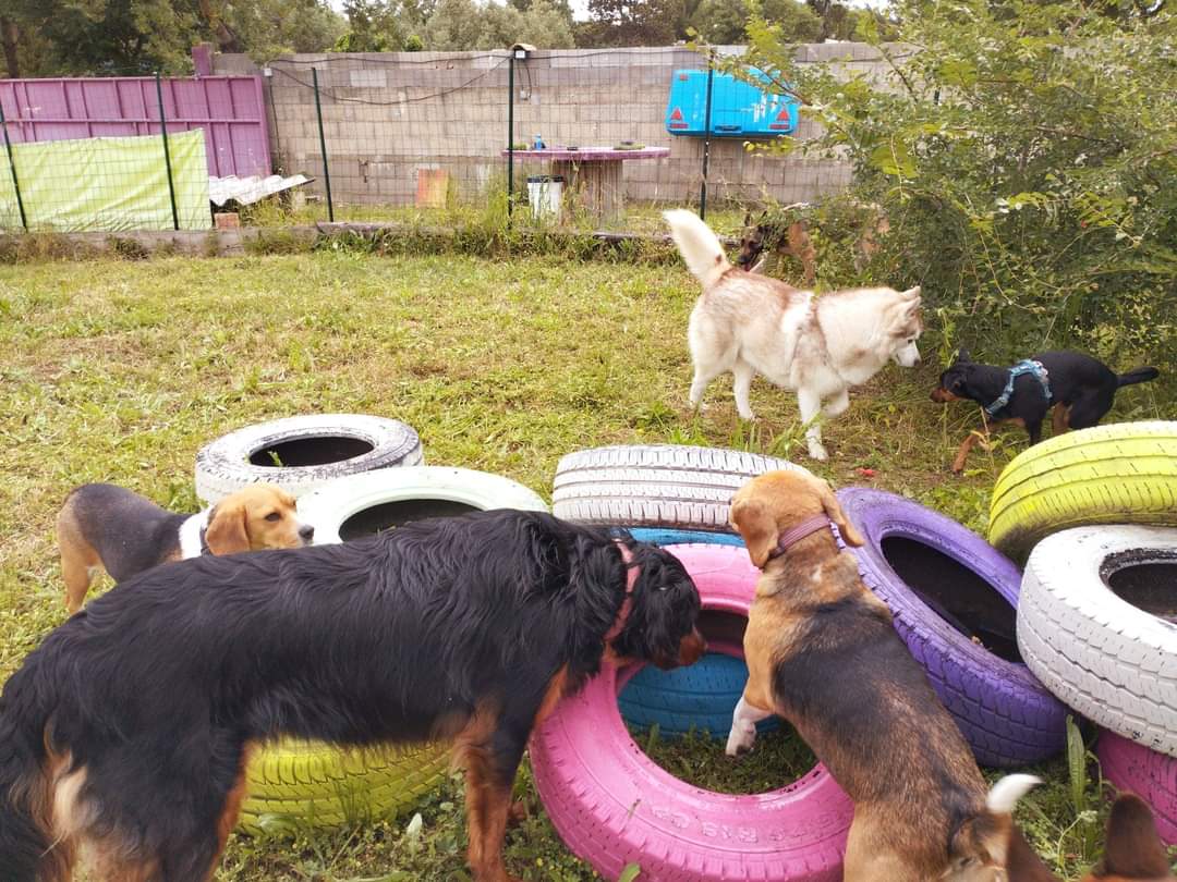 Aloha Dogs — photo