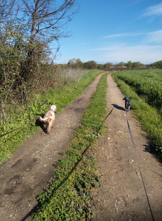 Aloha Dogs — photo
