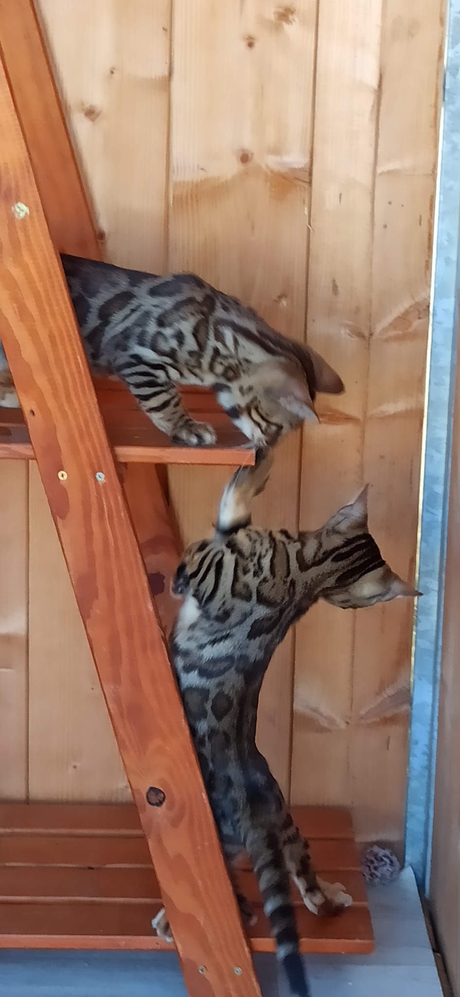 Animaux & compagnie — photo