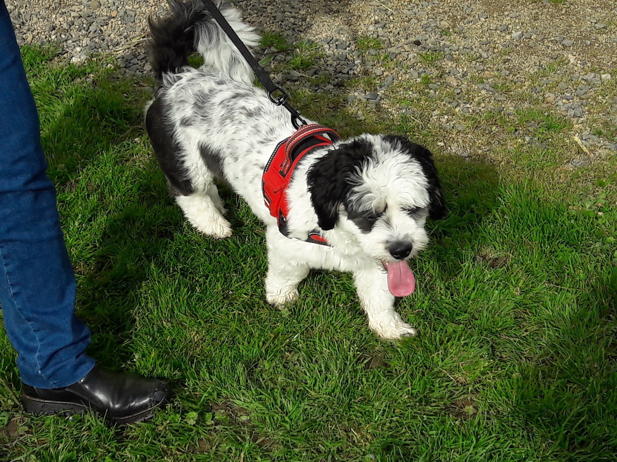domaine ephibelline: pension chien chat — photo