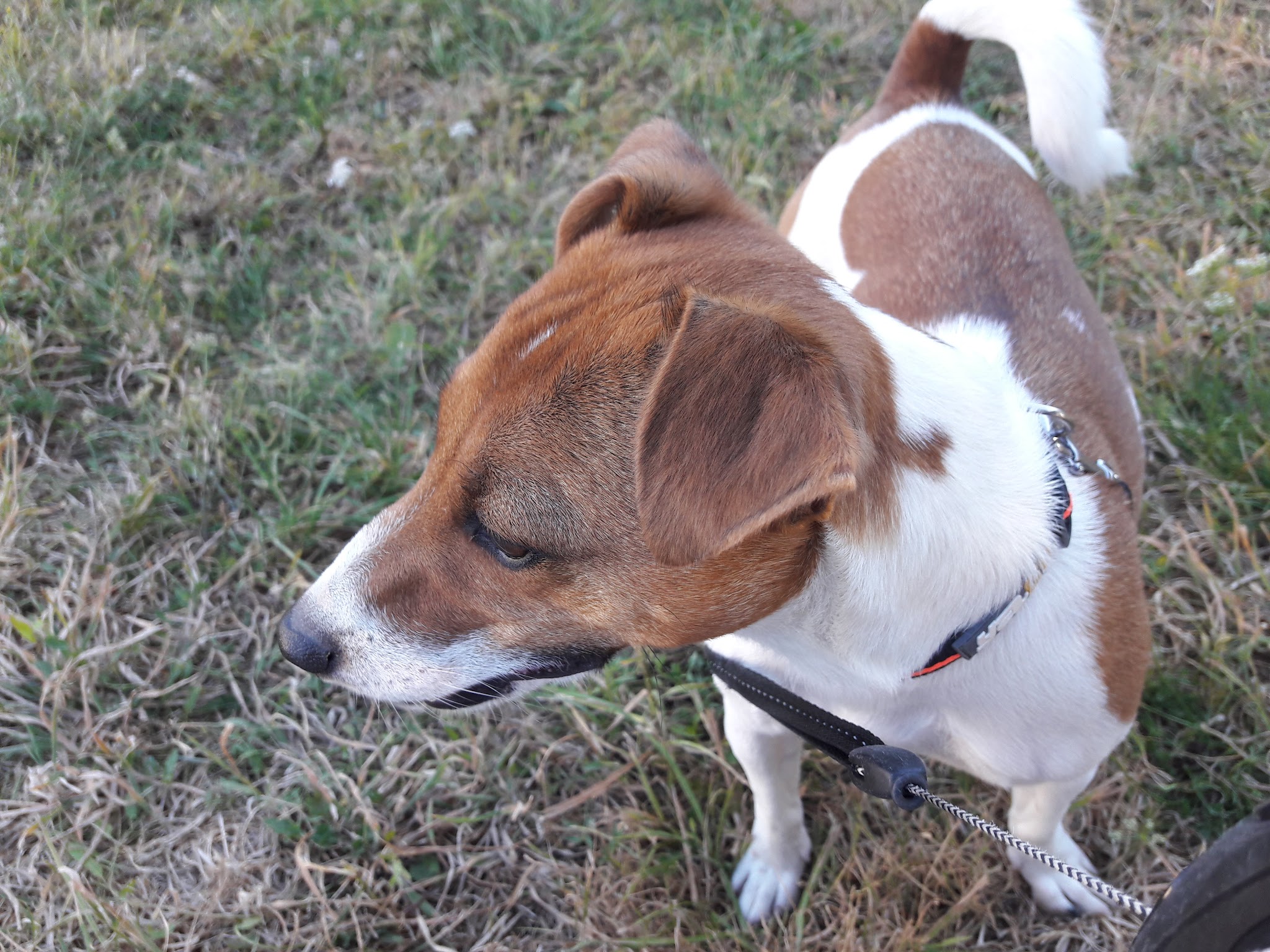 domaine ephibelline: pension chien chat — photo