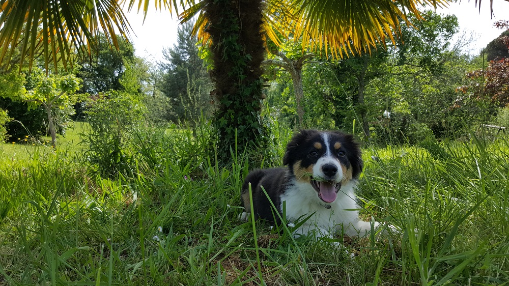 APCF - 'Chez Alex' - Pension Canine — photo