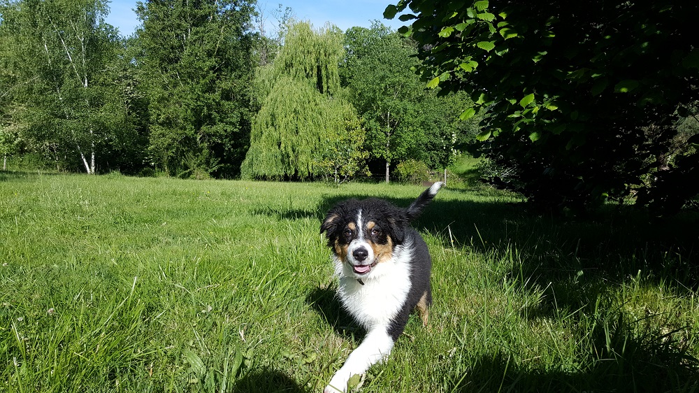 APCF - 'Chez Alex' - Pension Canine — photo