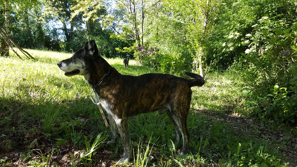APCF - 'Chez Alex' - Pension Canine — photo