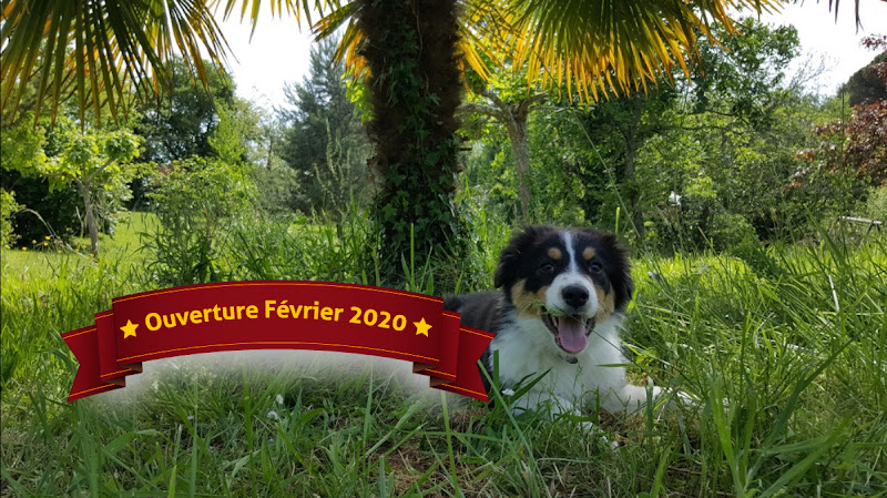 APCF - 'Chez Alex' - Pension Canine