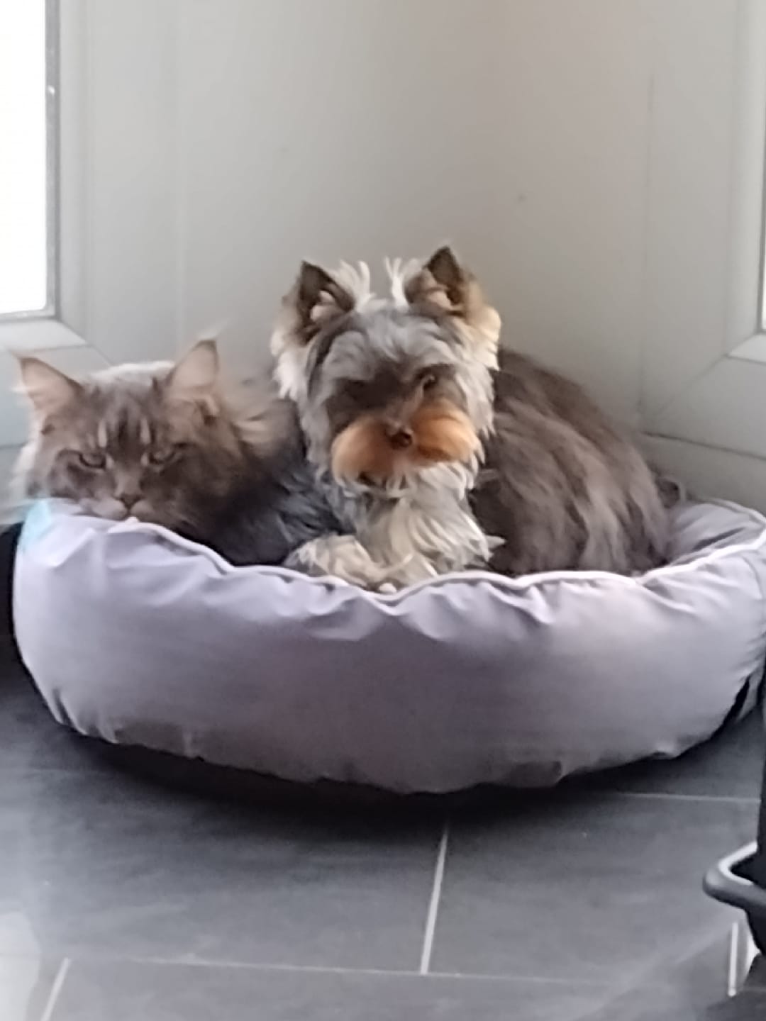 CATWOMAN chiens & chats — photo