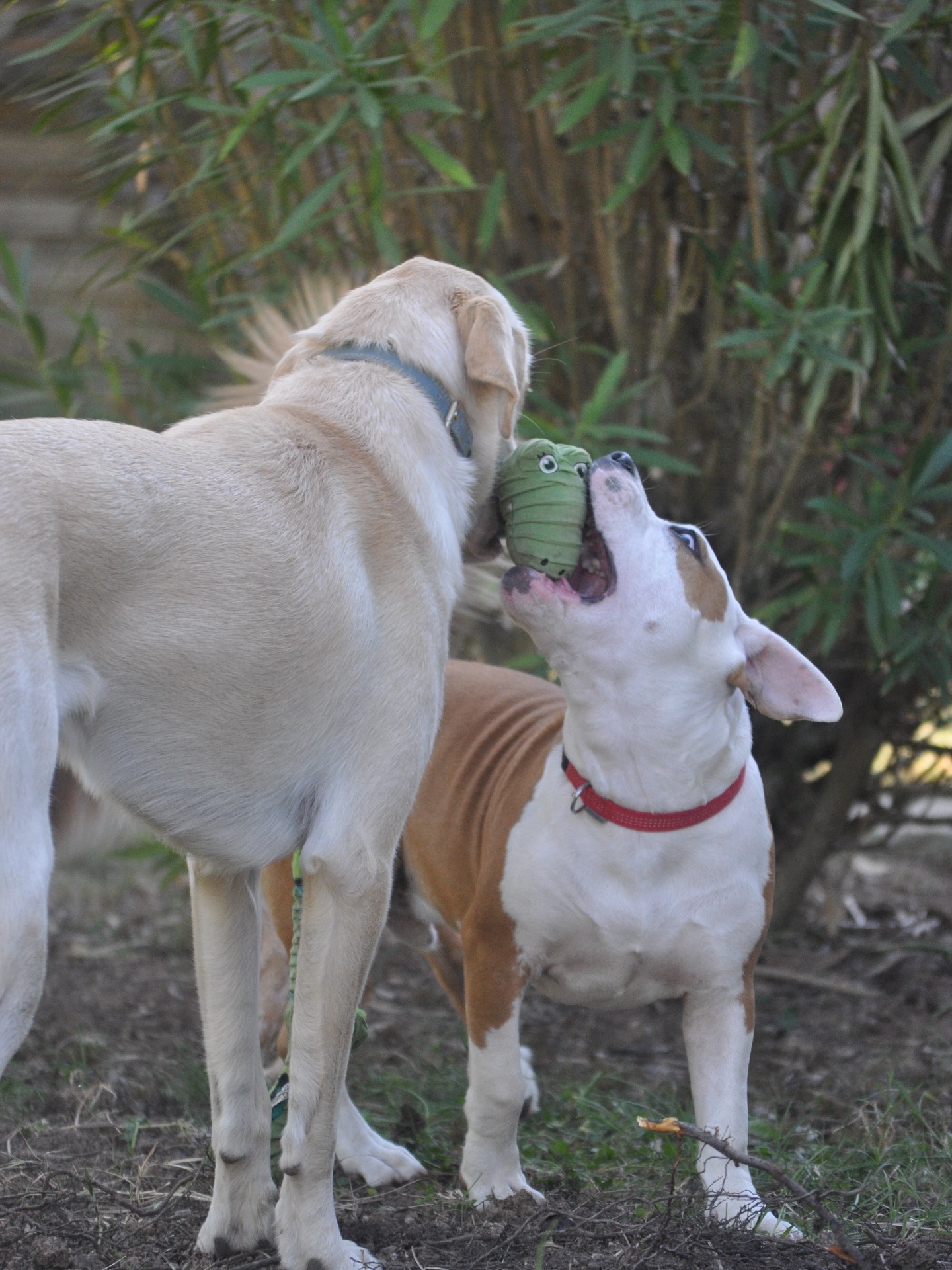 Woof et Compagnie - Pet sitter — photo
