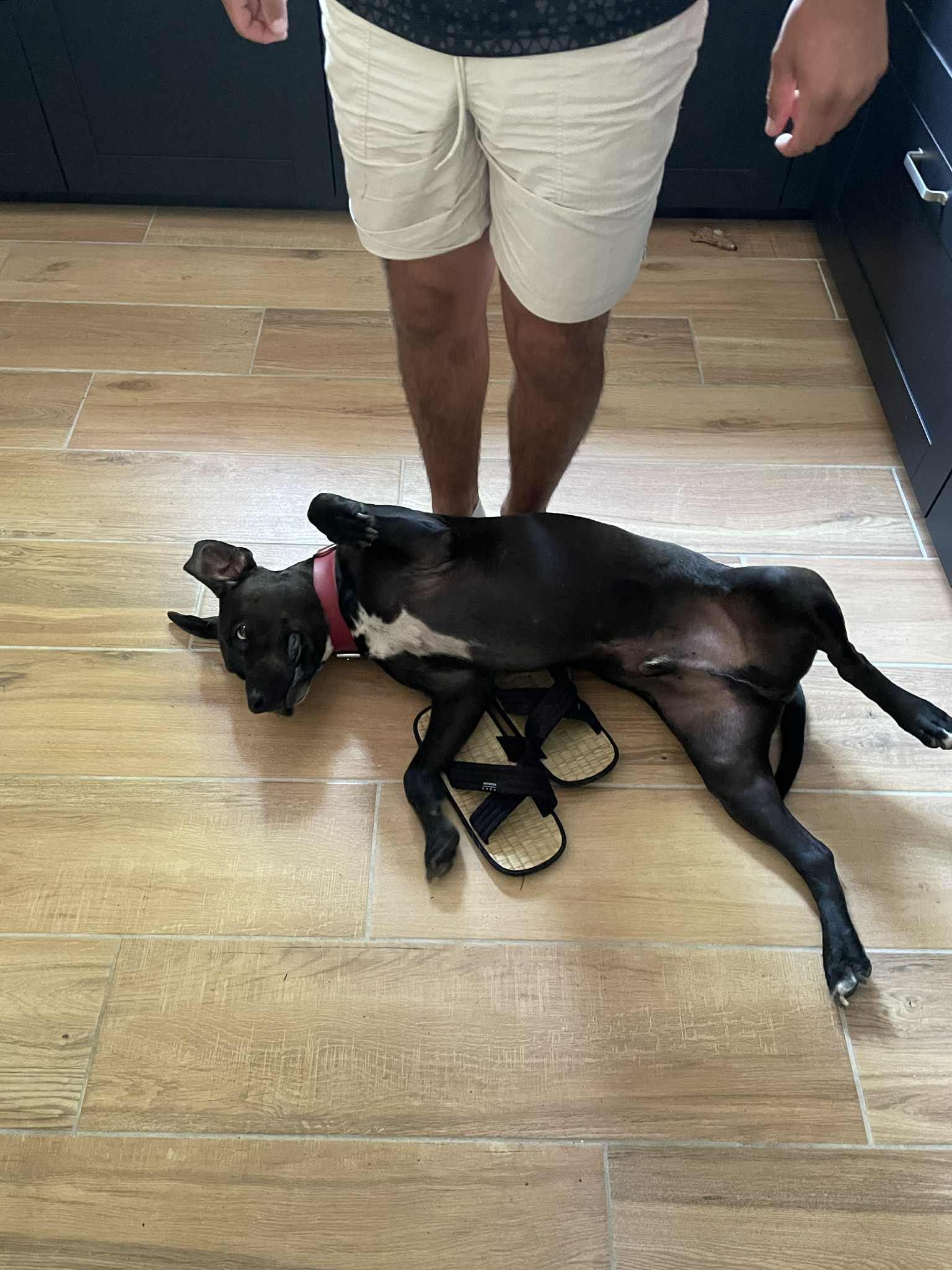Woof et Compagnie - Pet sitter — photo