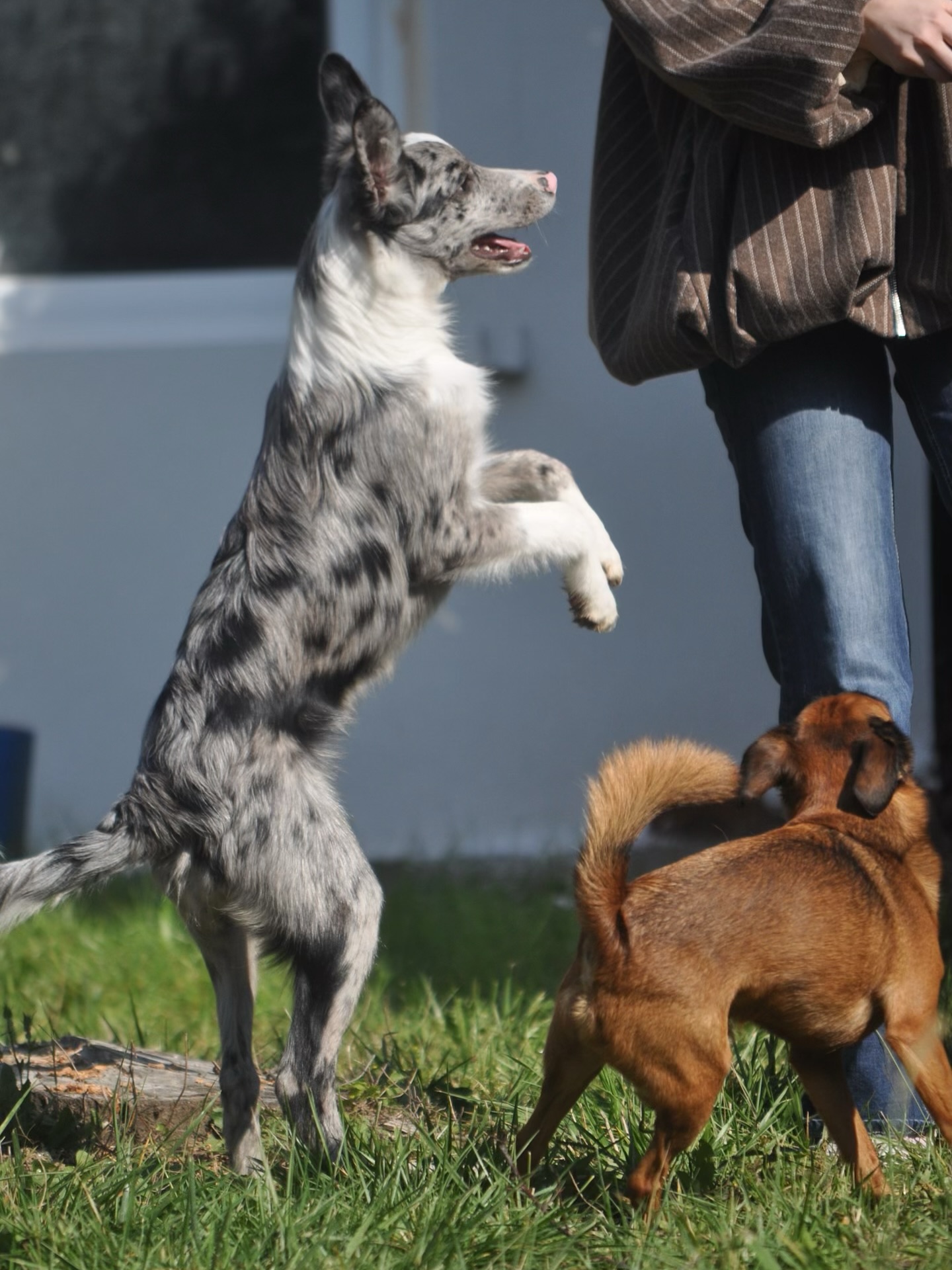 Woof et Compagnie - Pet sitter — photo