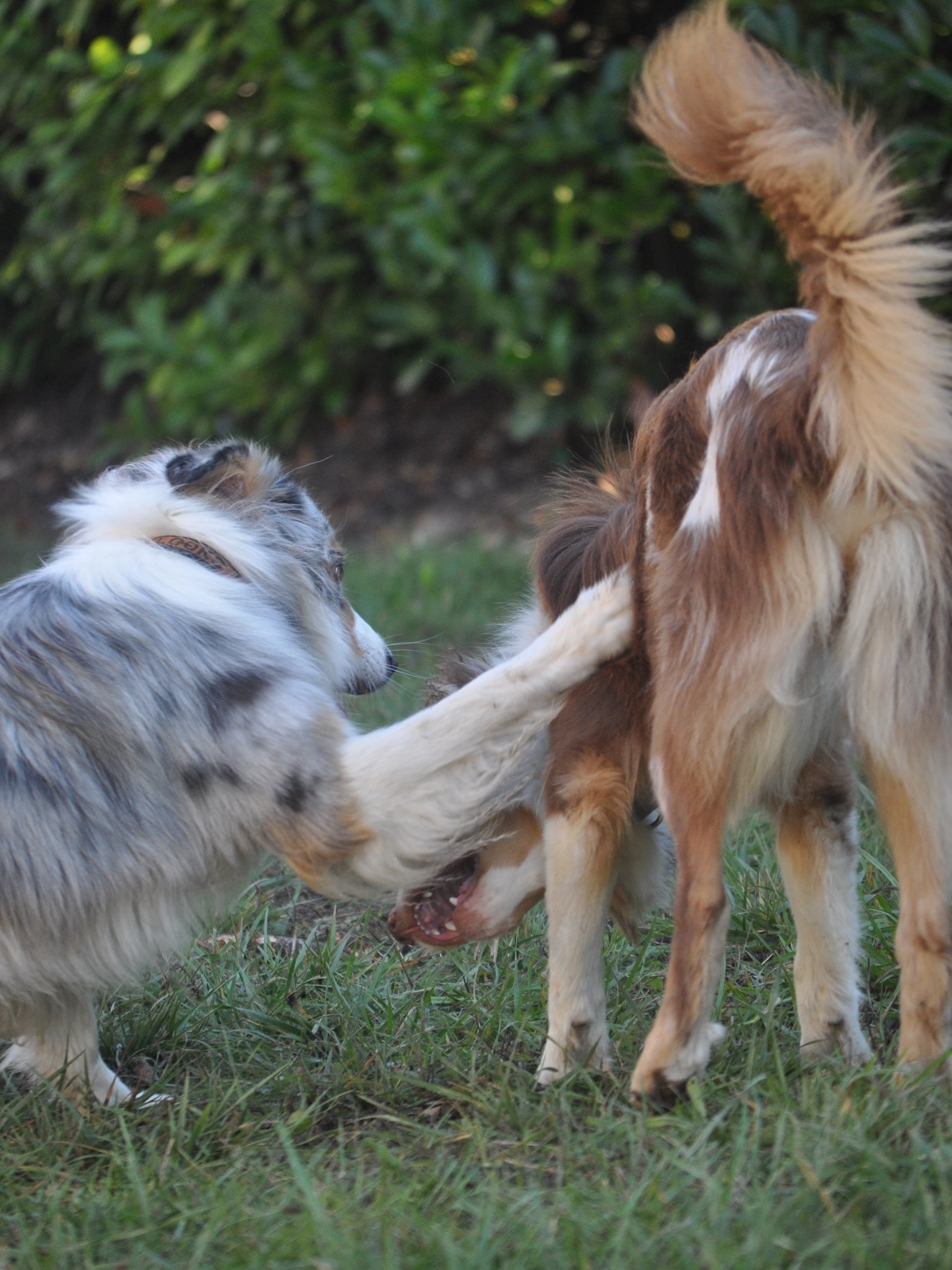 Woof et Compagnie - Pet sitter — photo