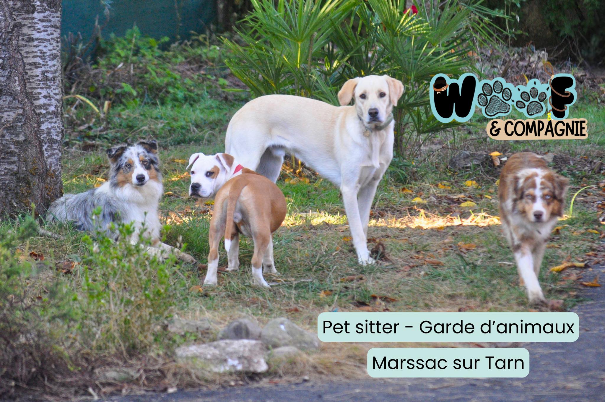 Woof et Compagnie - Pet sitter