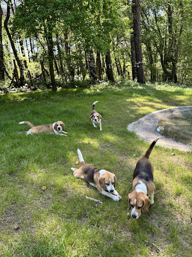 PENSION CANINE DES BOIS DE SAINT GE