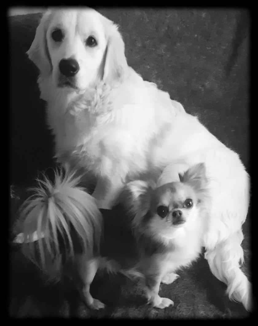 La tribu du bontemps pension élevage canin — photo