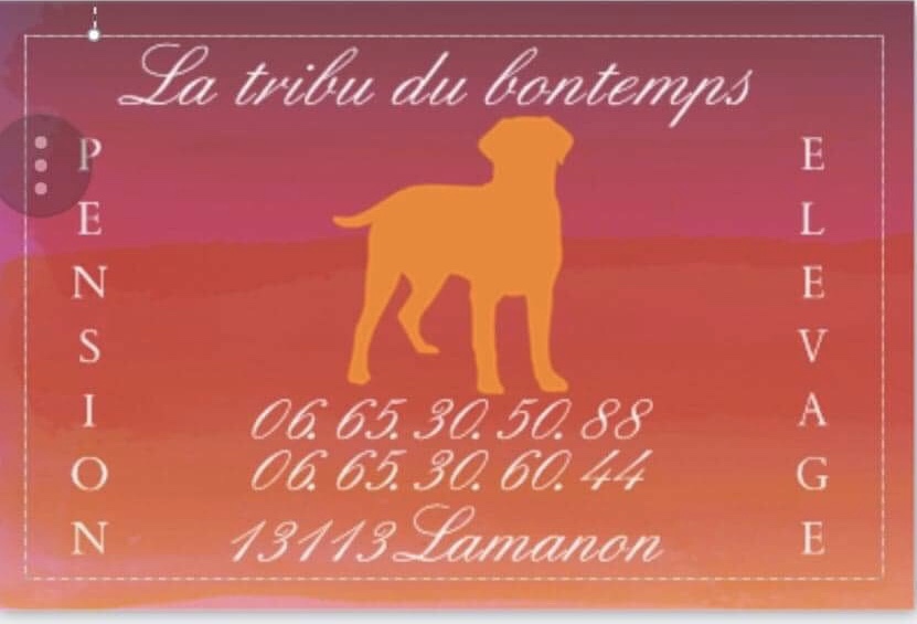 La tribu du bontemps pension élevage canin