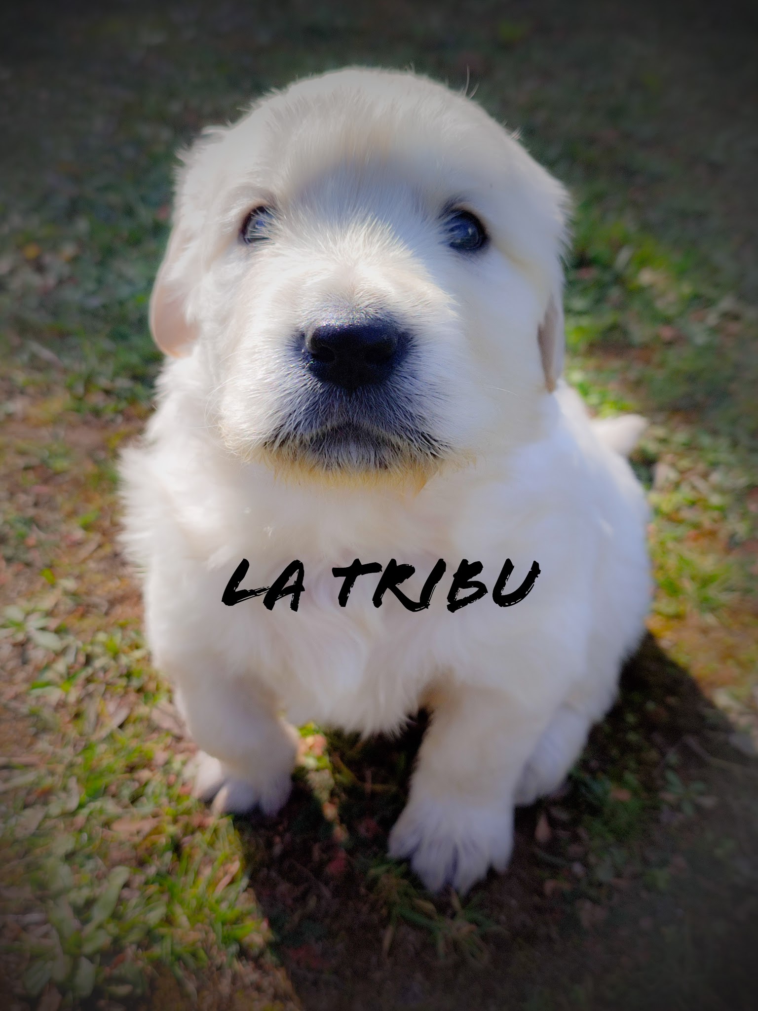 La tribu du bontemps pension élevage canin — photo