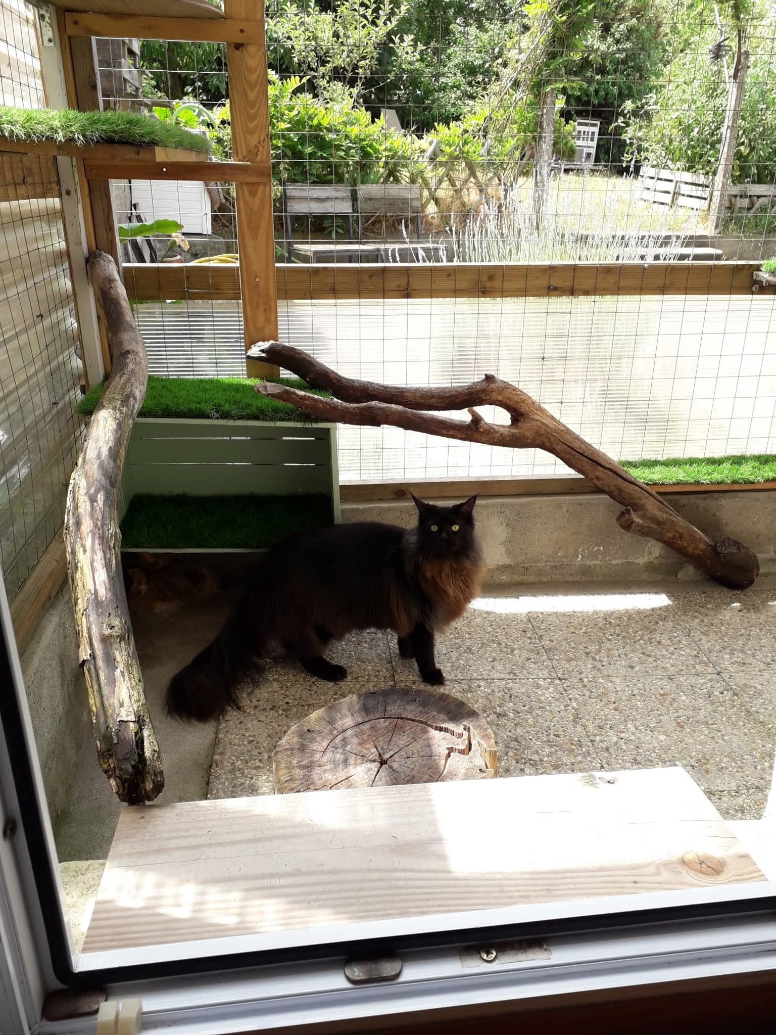 Entre de Bonnes Pattes Pension féline et visites à domicile — photo