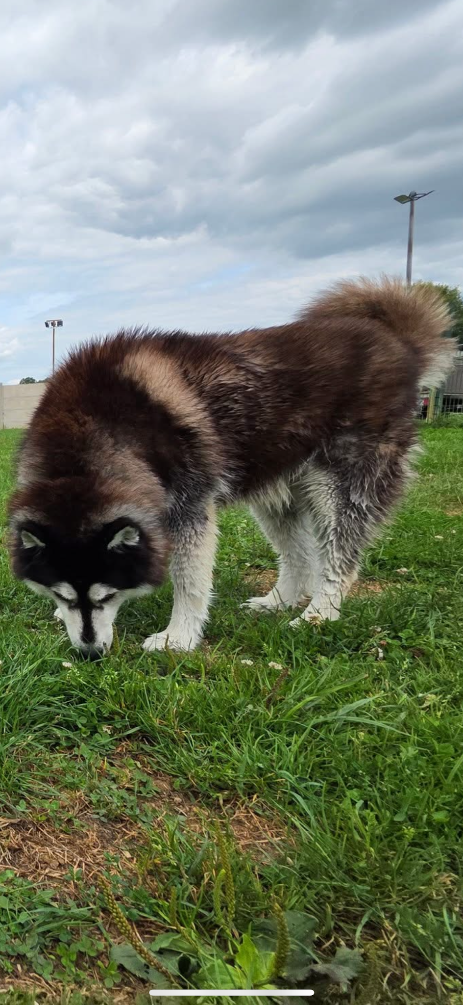 ECPV-Espace Canin de la Plaine Vosgienne — photo