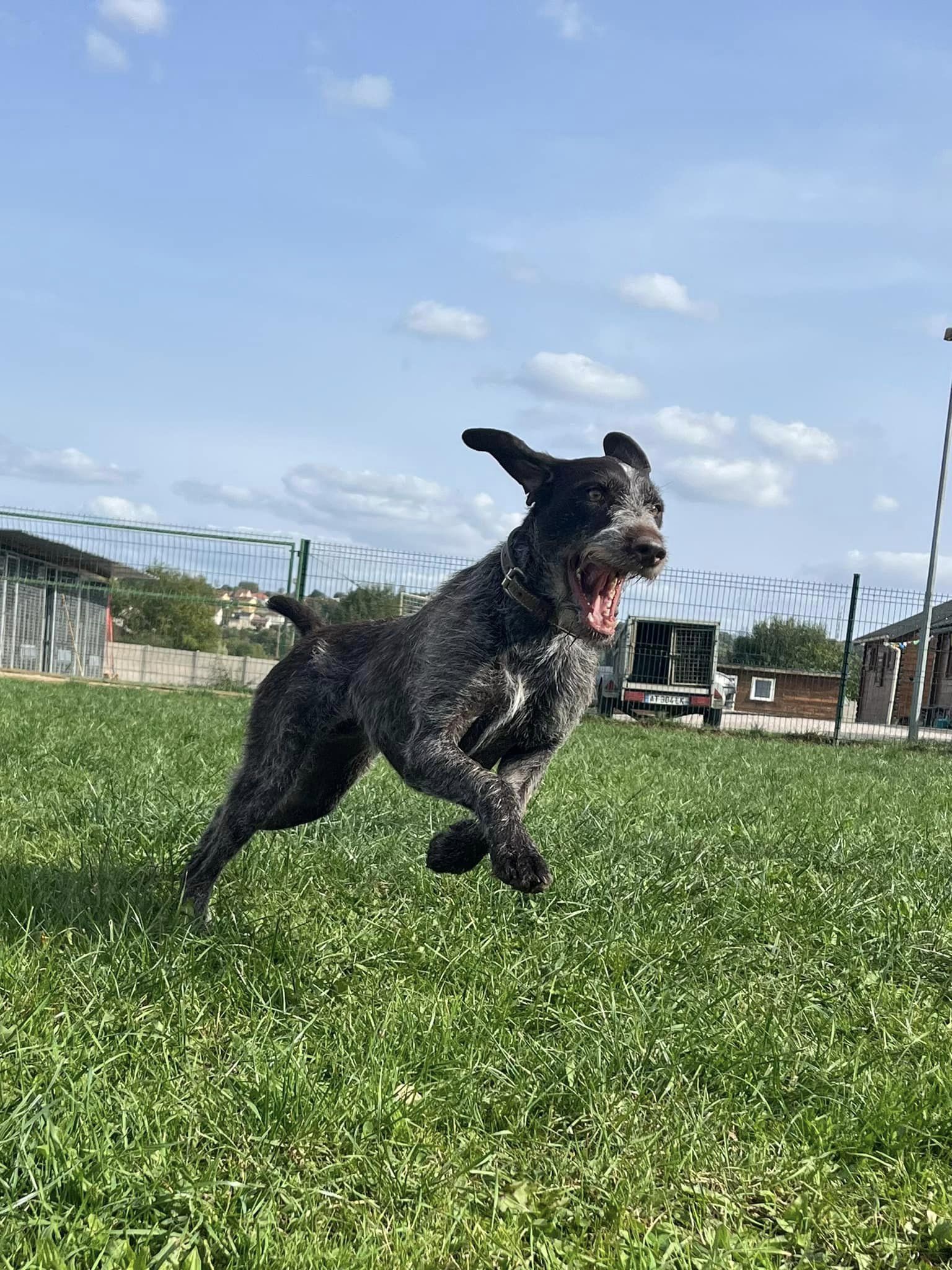 ECPV-Espace Canin de la Plaine Vosgienne — photo
