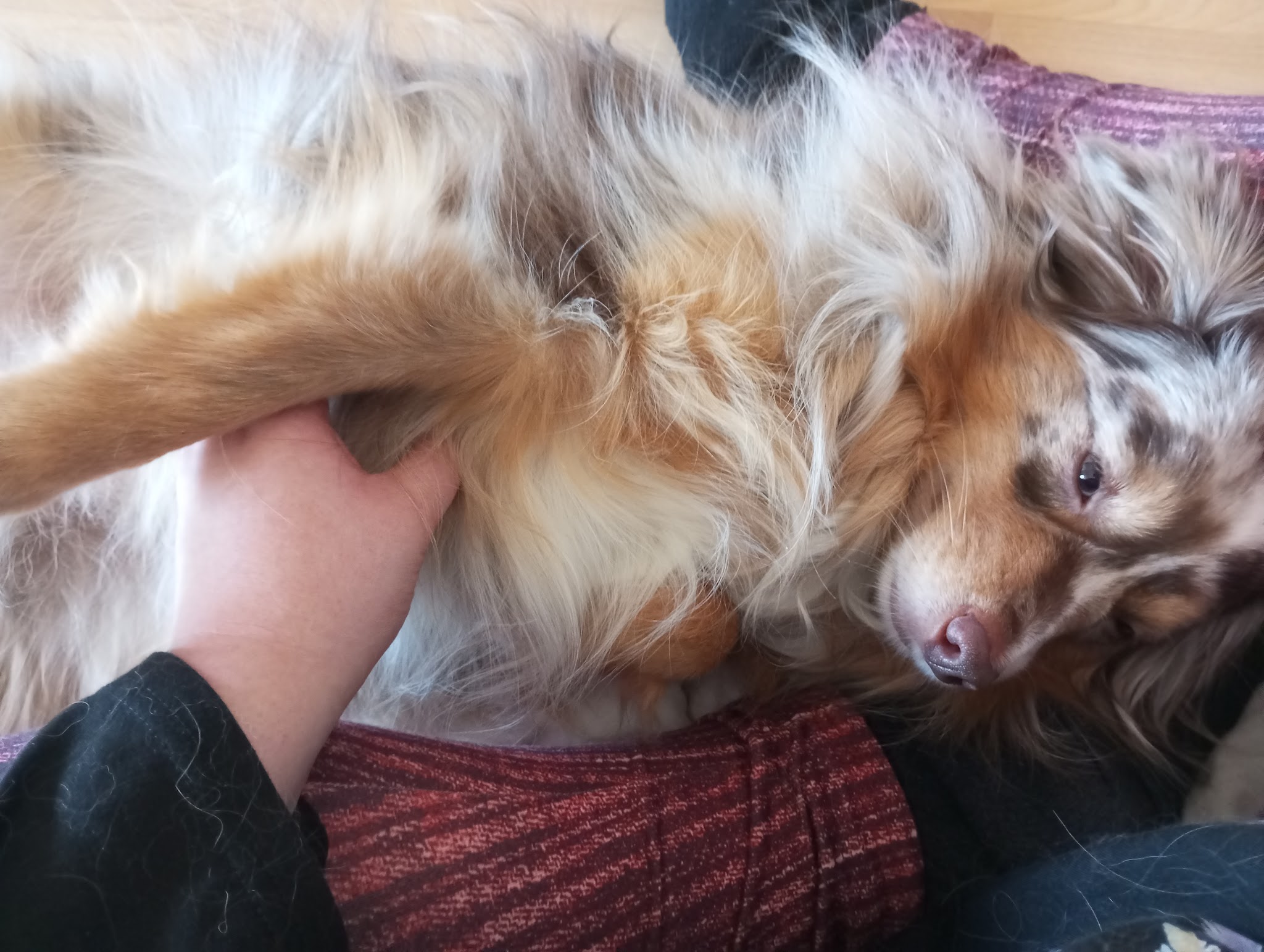 Complices à Quatre Pattes – Pet sitter Ensisheim — photo