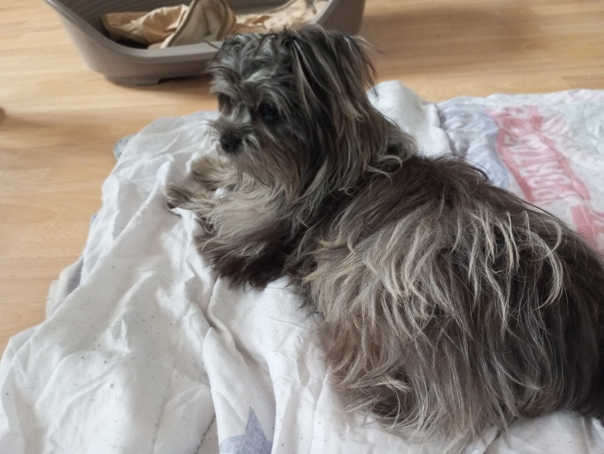 Complices à Quatre Pattes – Pet sitter Ensisheim