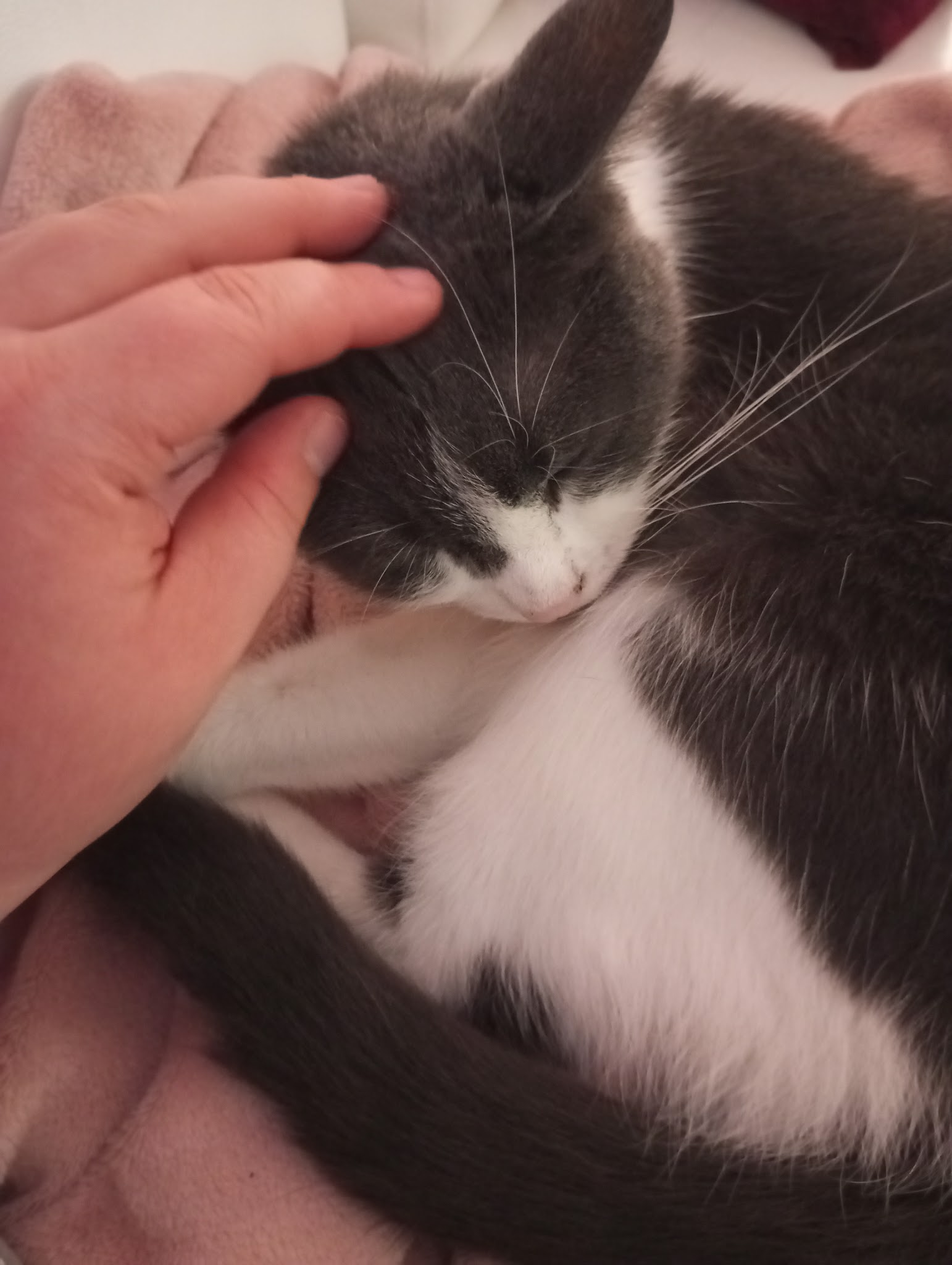 Complices à Quatre Pattes – Pet sitter Ensisheim — photo