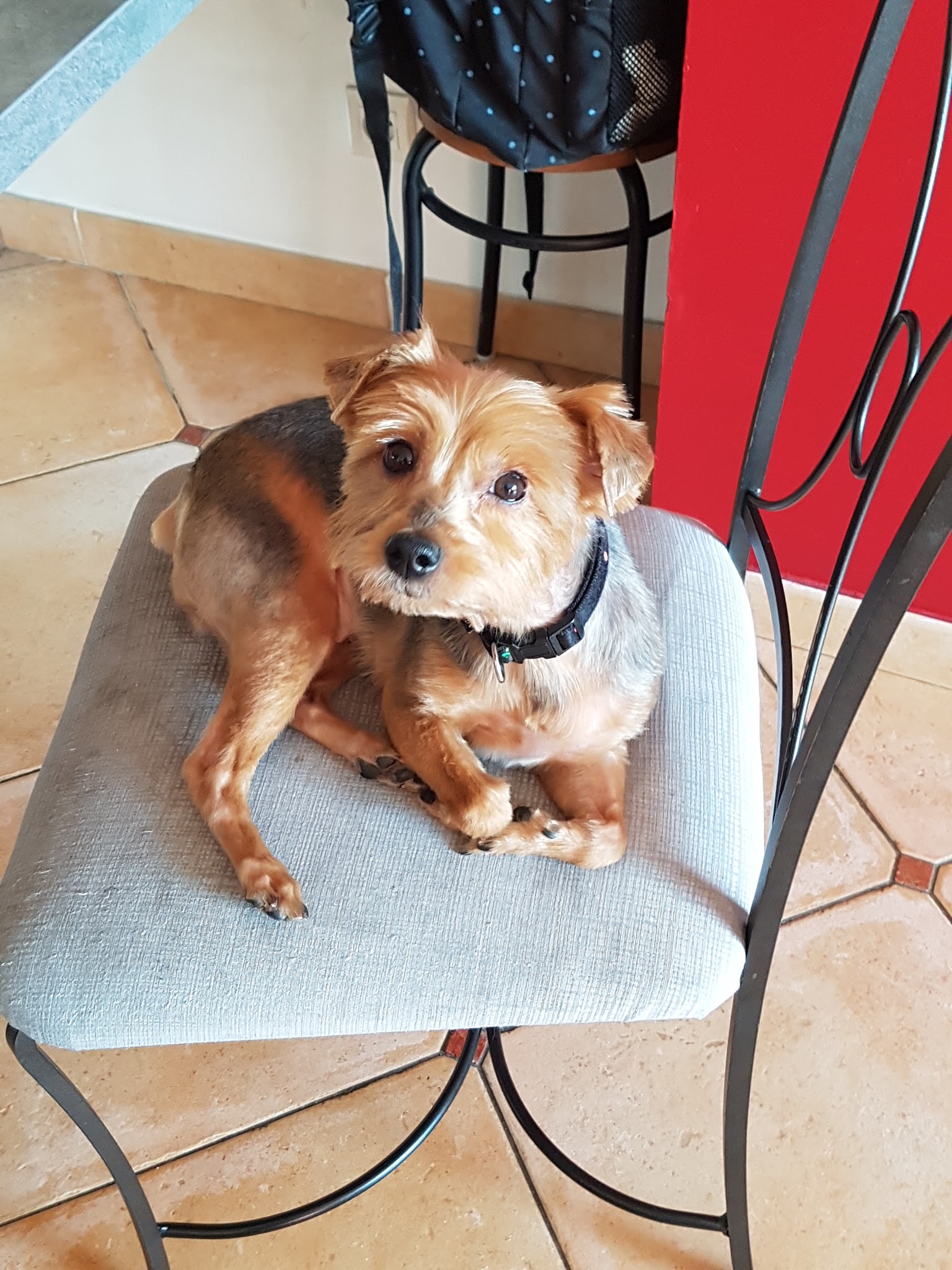 Cani Star — photo