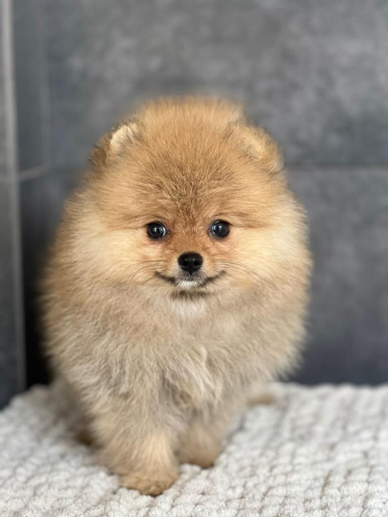 Cani Star — photo