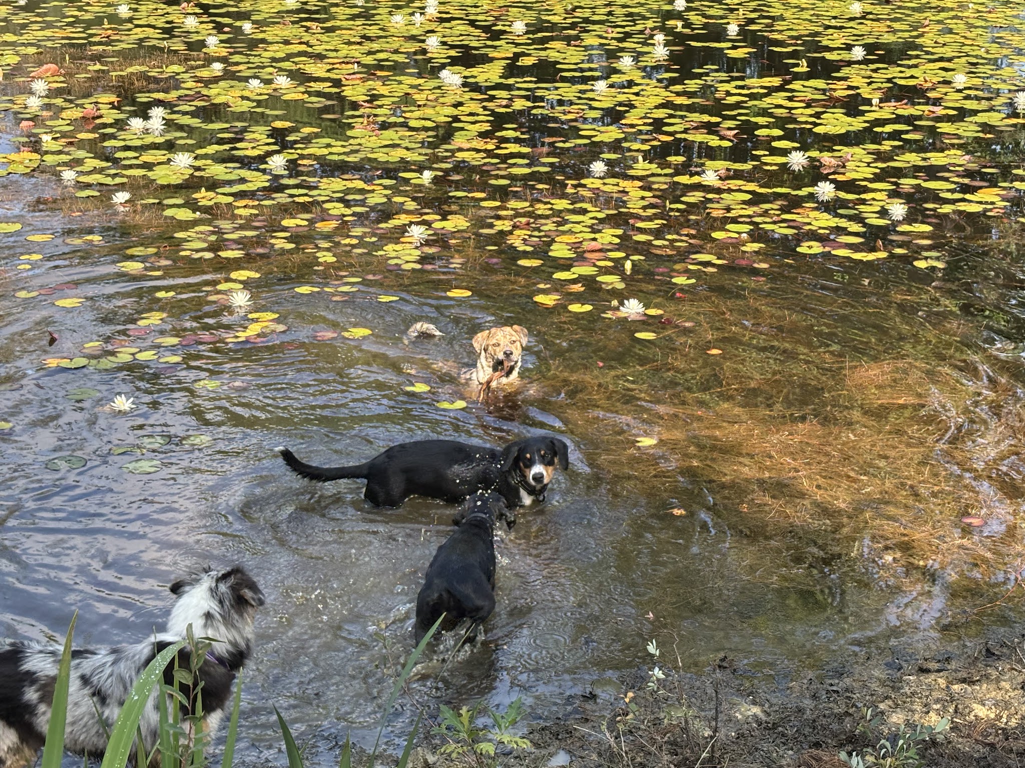 Journée de Woof — photo
