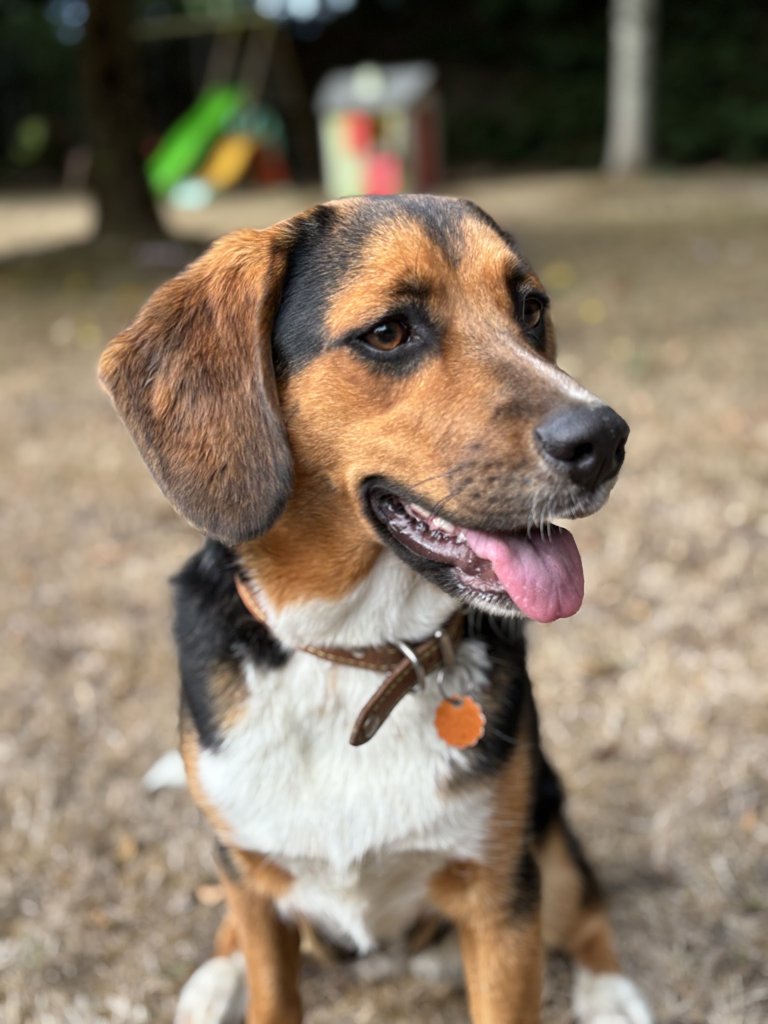 Journée de Woof — photo