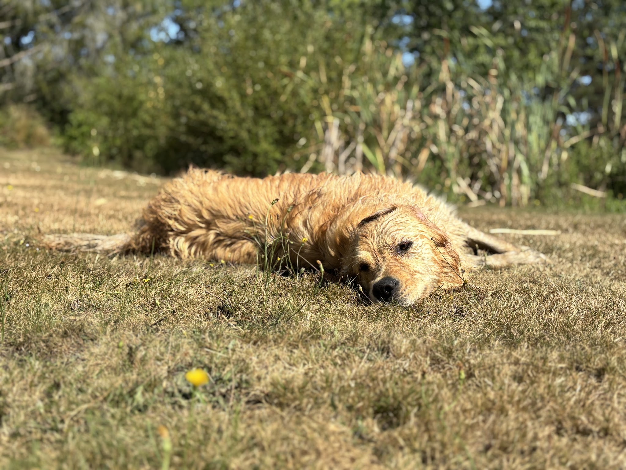 Journée de Woof — photo