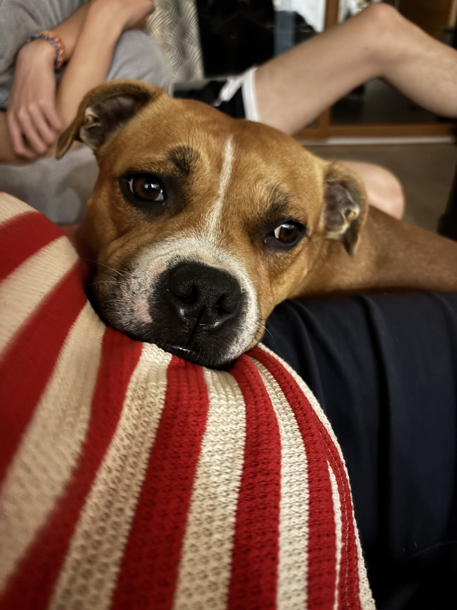 Journée de Woof — photo
