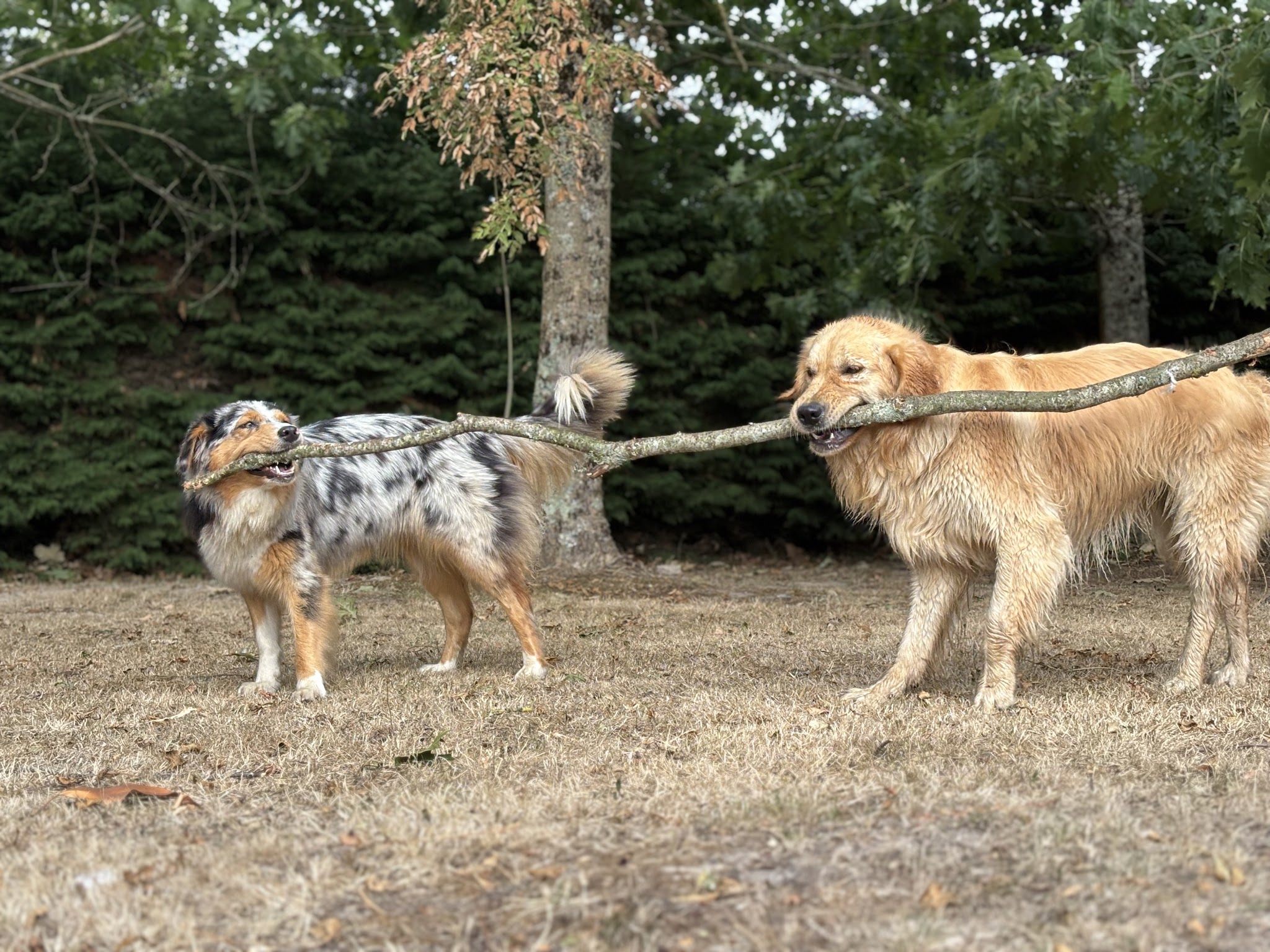 Journée de Woof