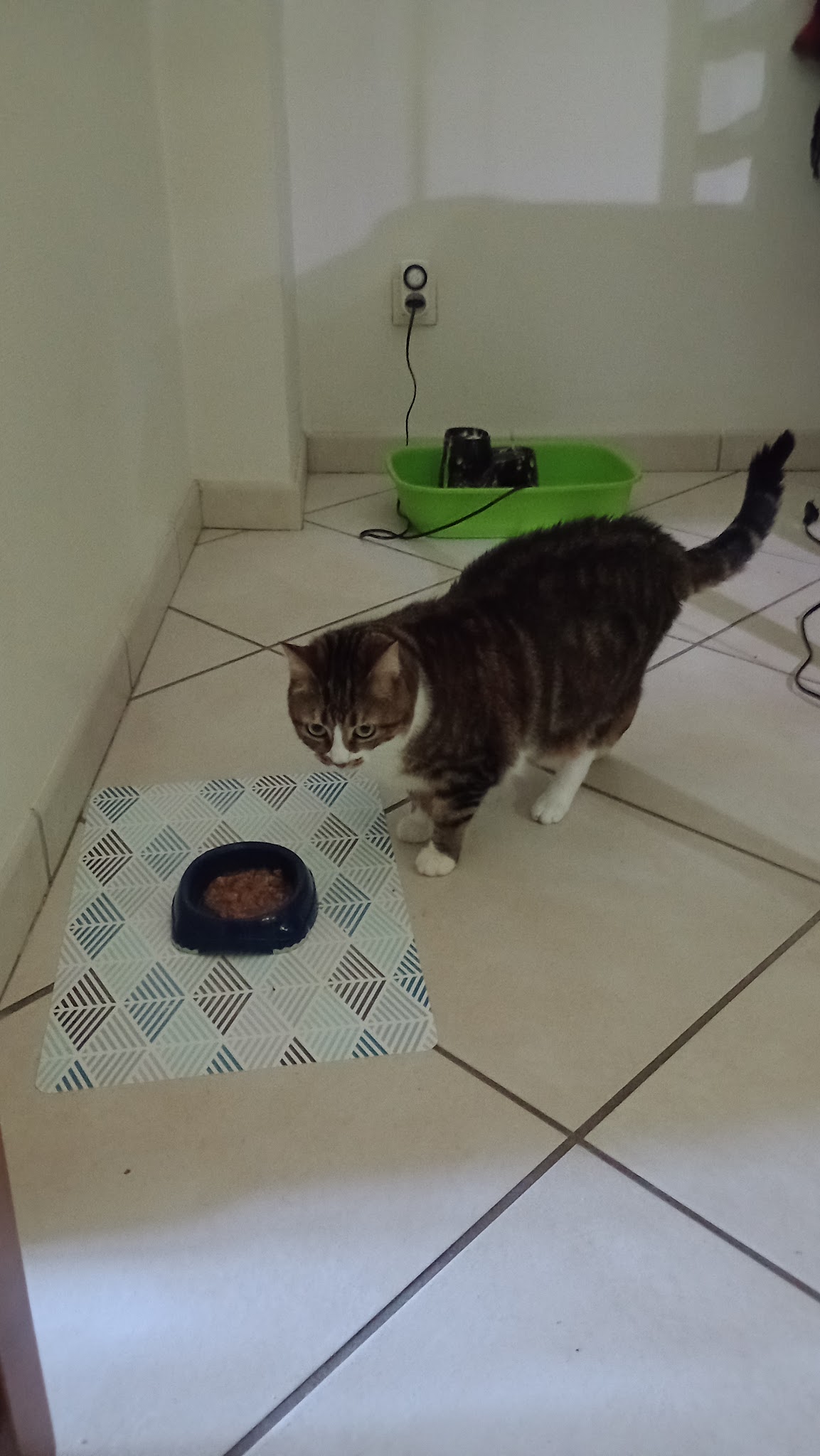 Le cœur sur la patte — photo