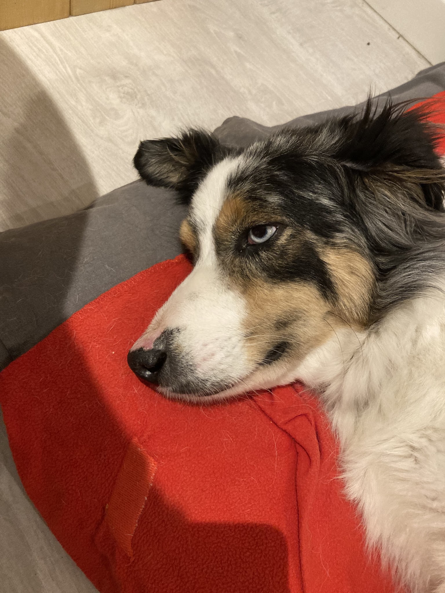 keepdog pension canine — photo